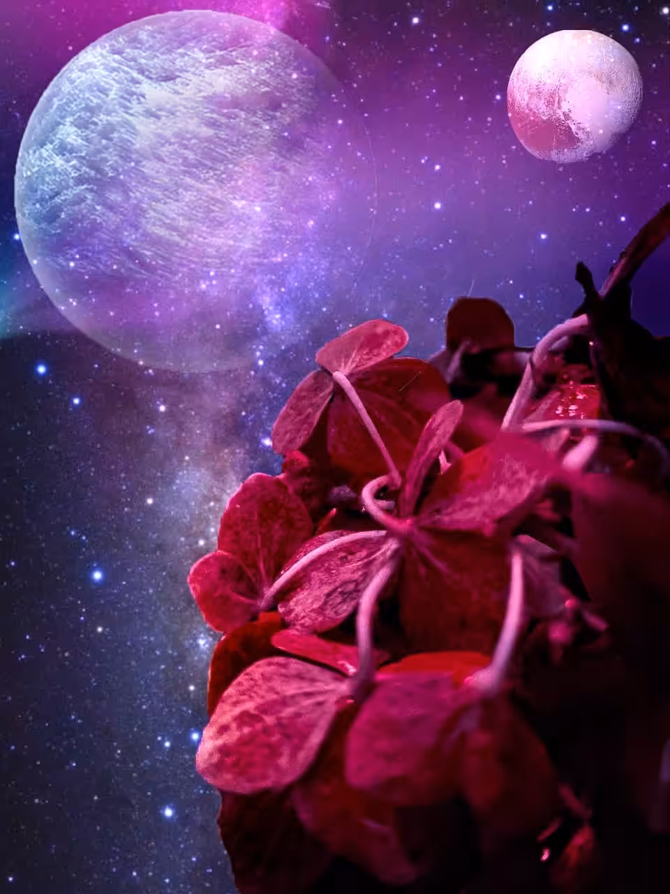 The Spaceflower
