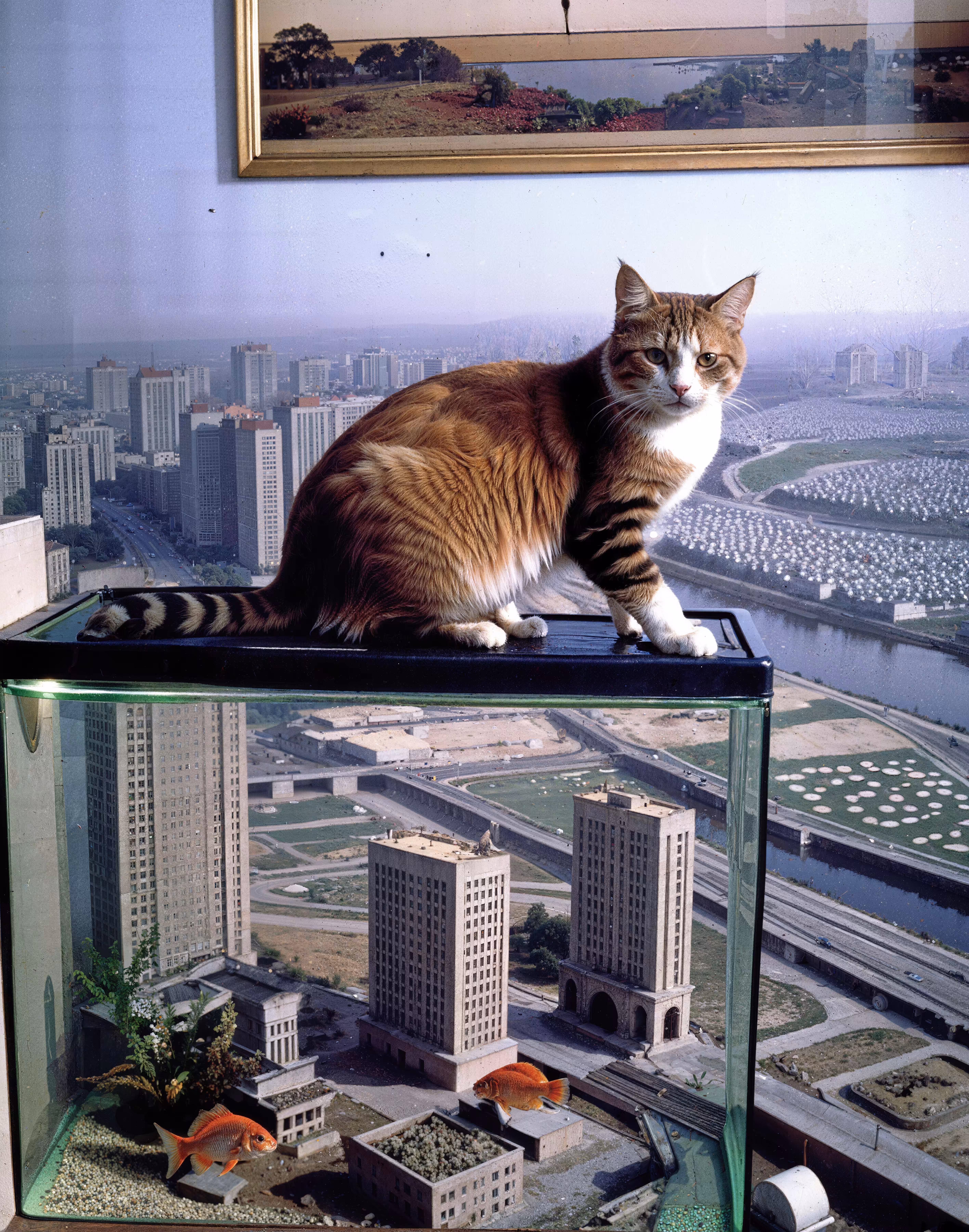 The House Cat