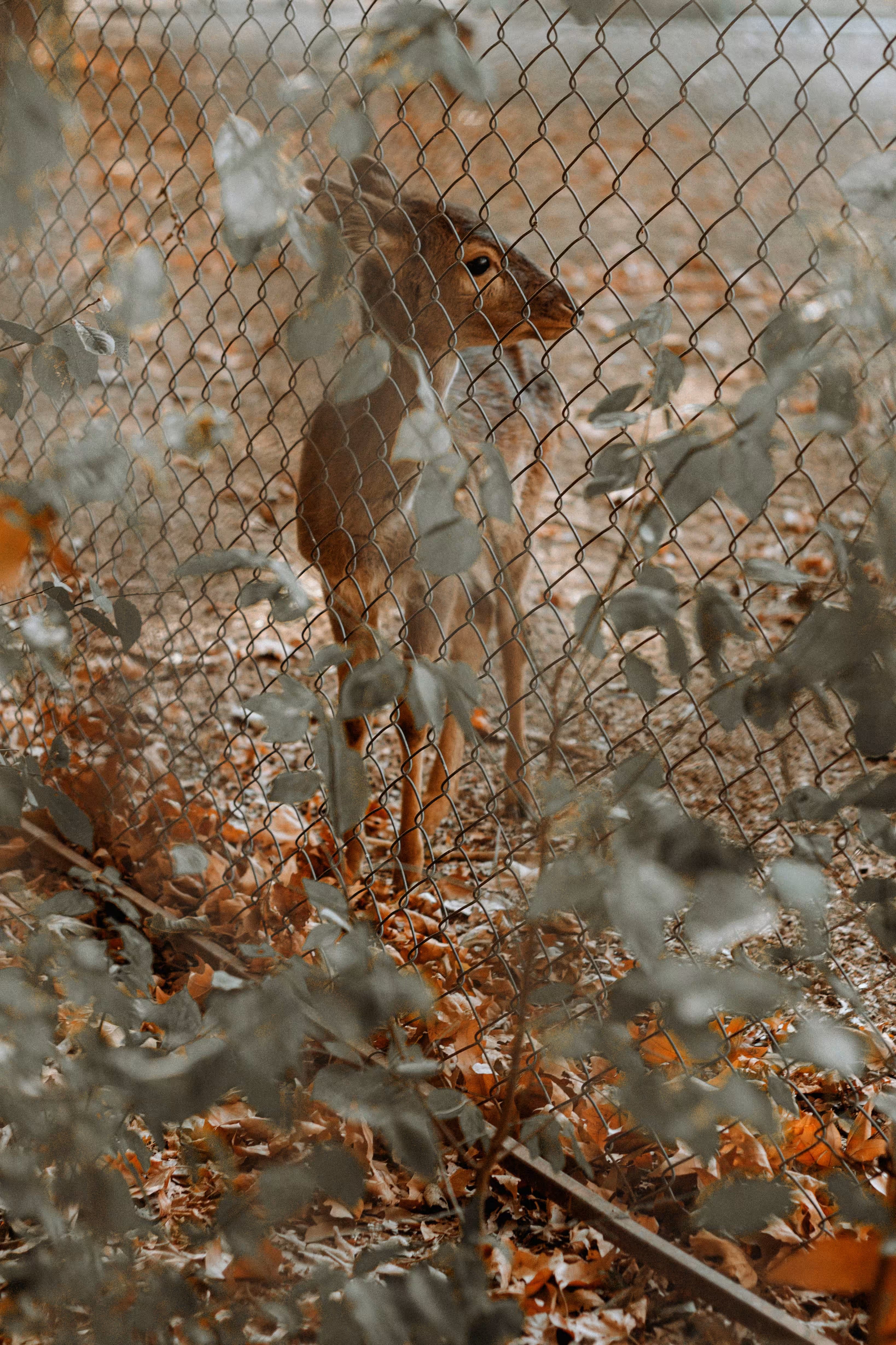 Deer 