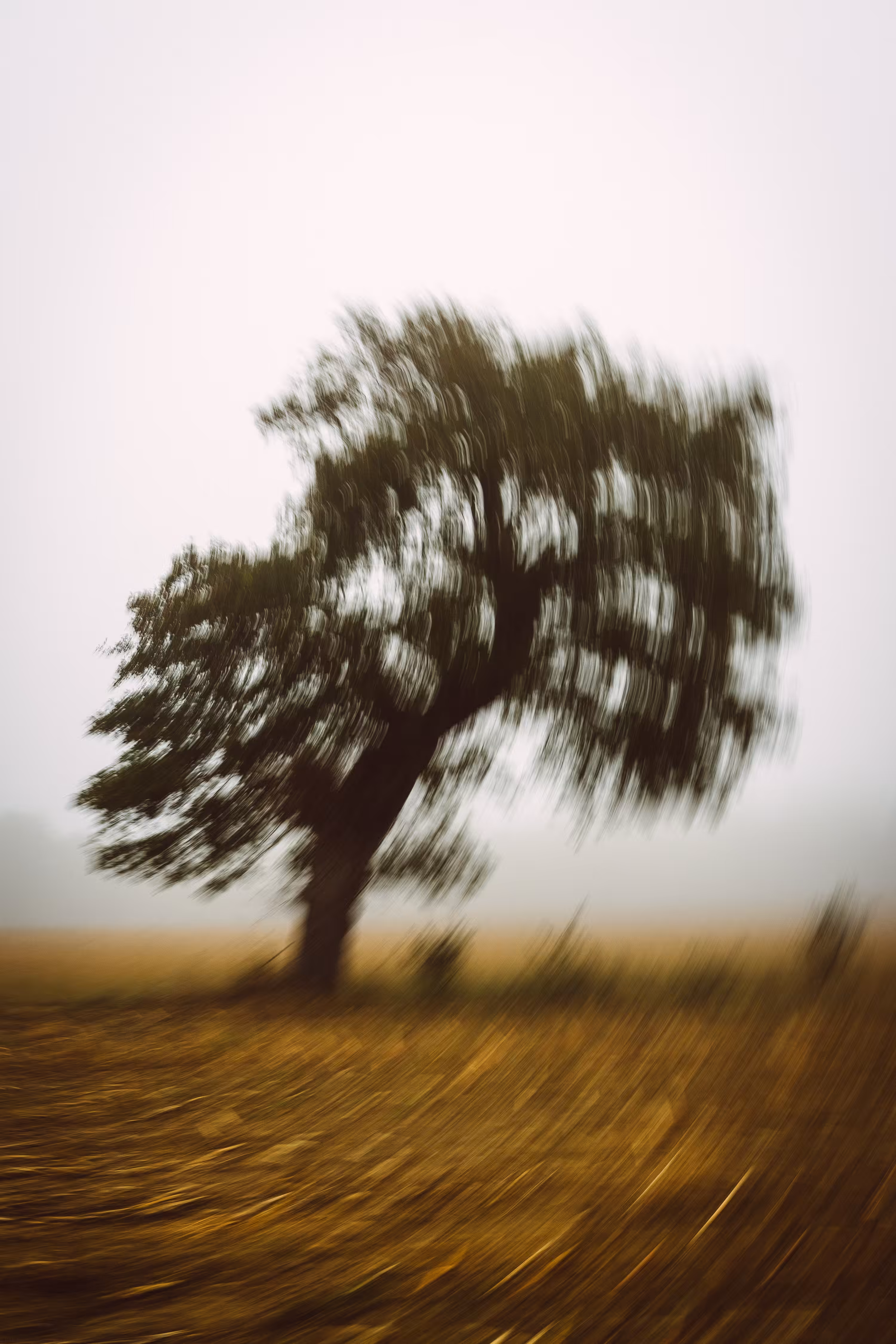The Lone Tree II