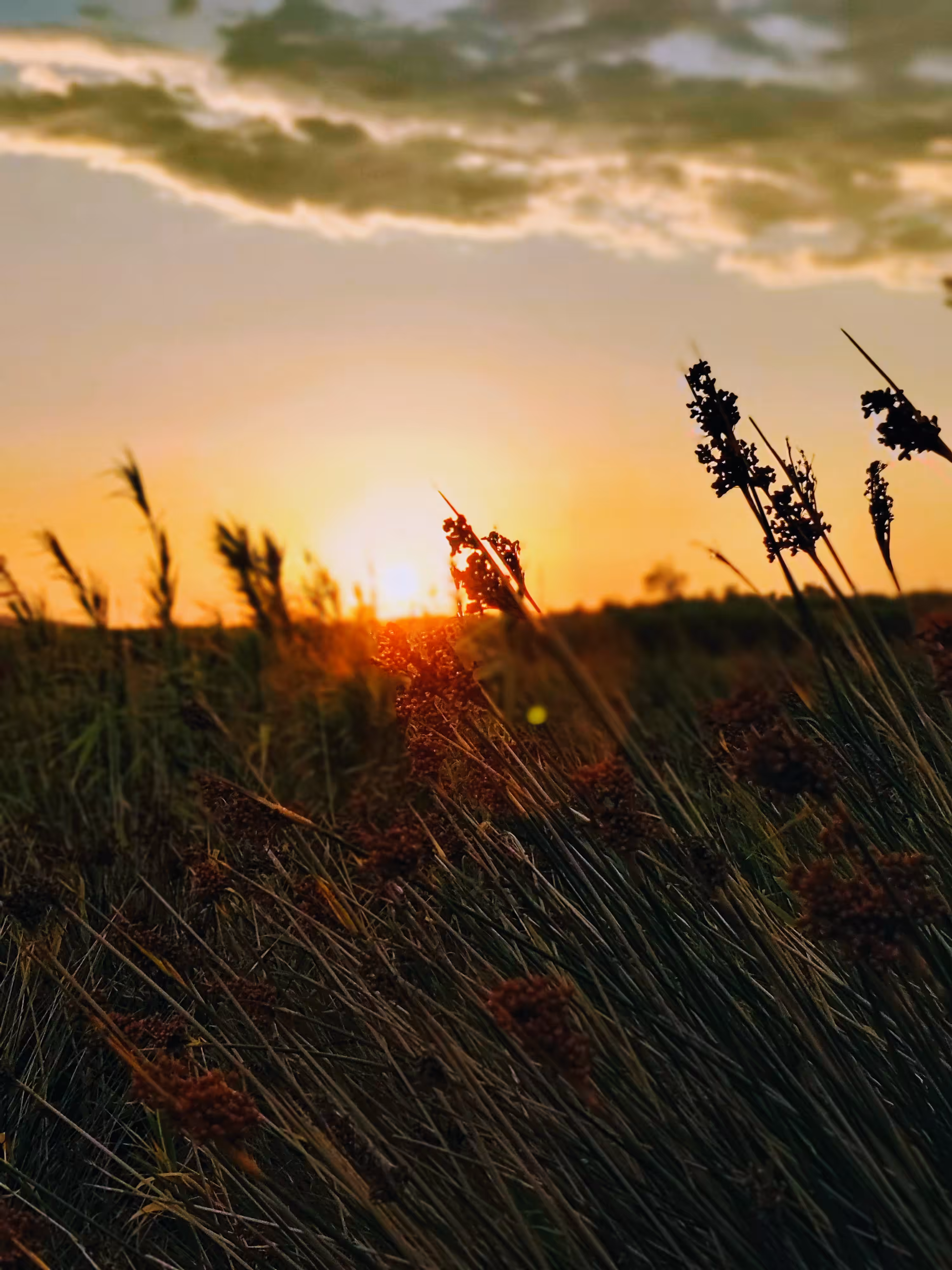 Grass sunset