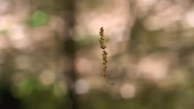 ForV EL.GITR+DSLR