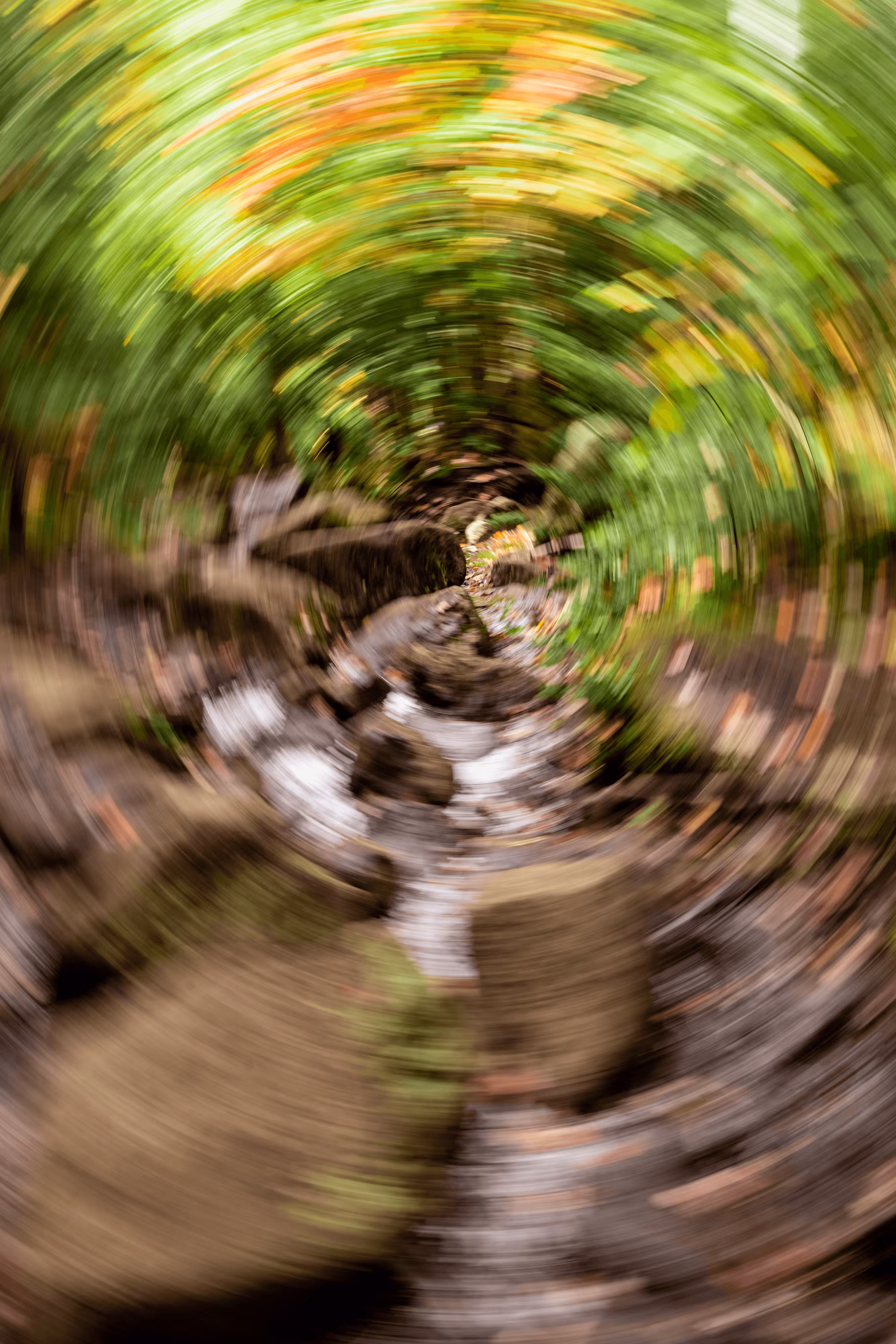 Tree Rings #9