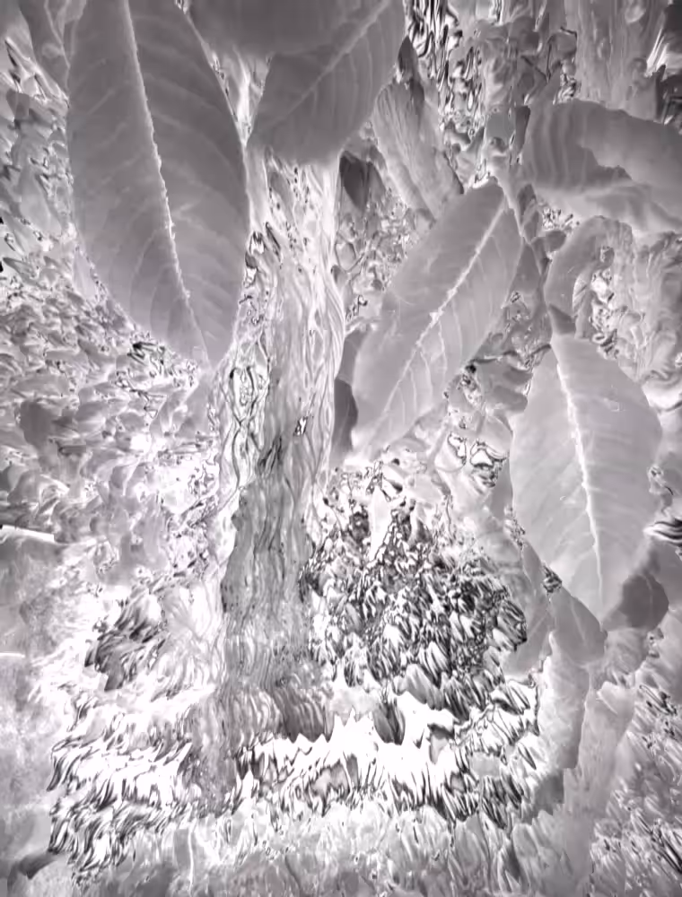 Trees & Leaves (epsilon)