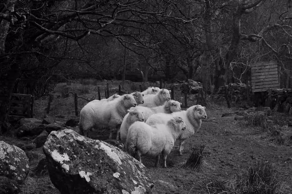 The Opinions of Sheep