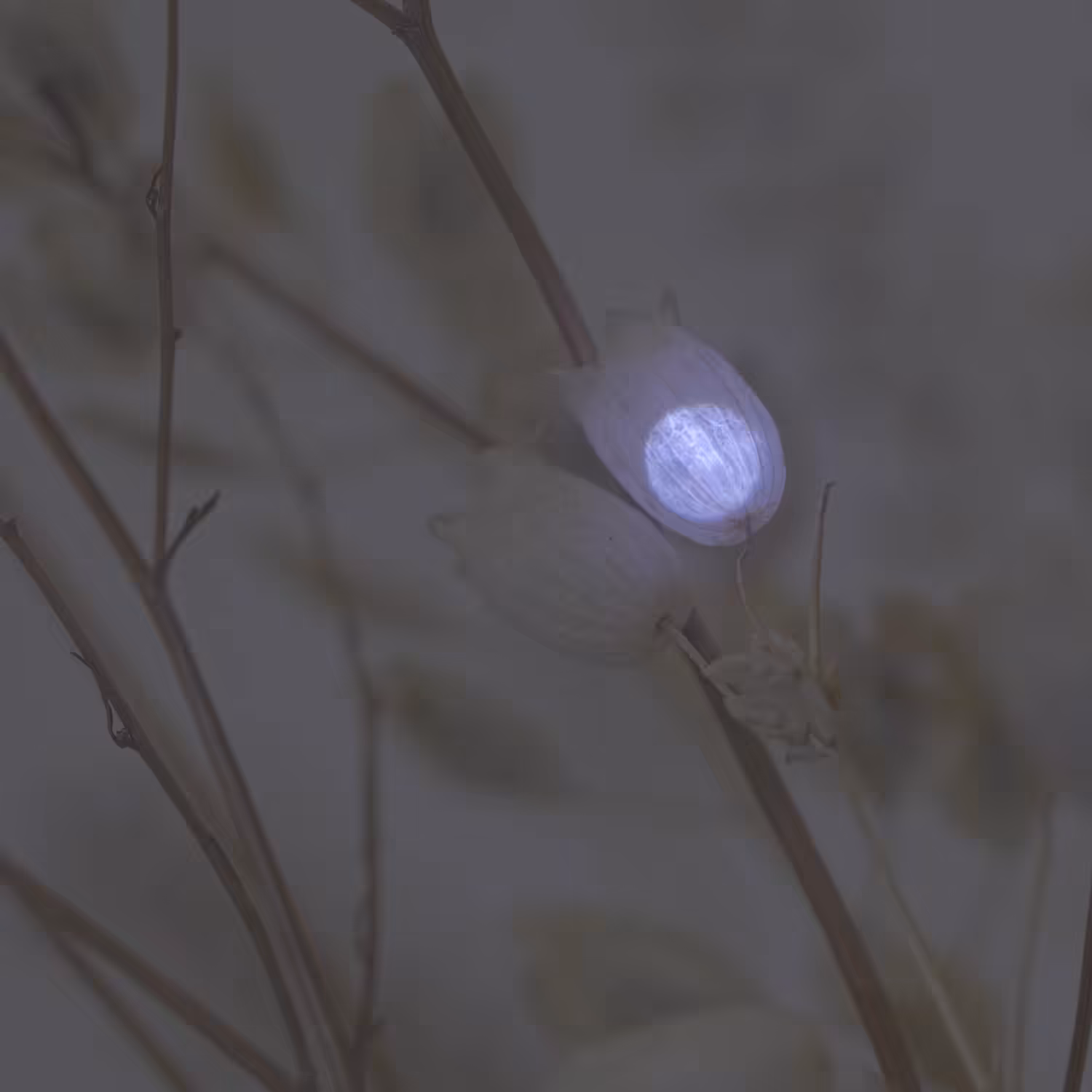 projection on plant v01