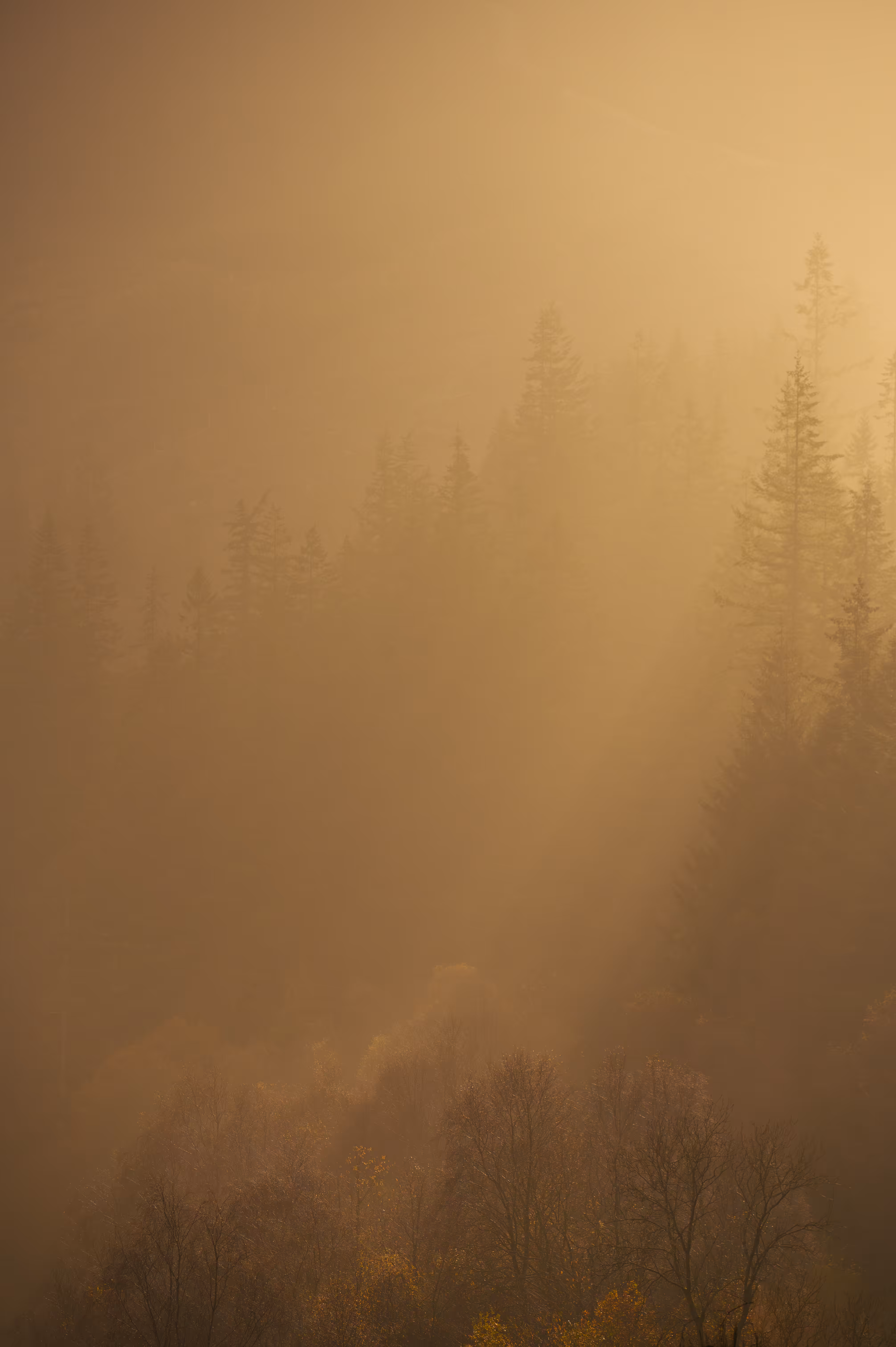 SIDELIGHT