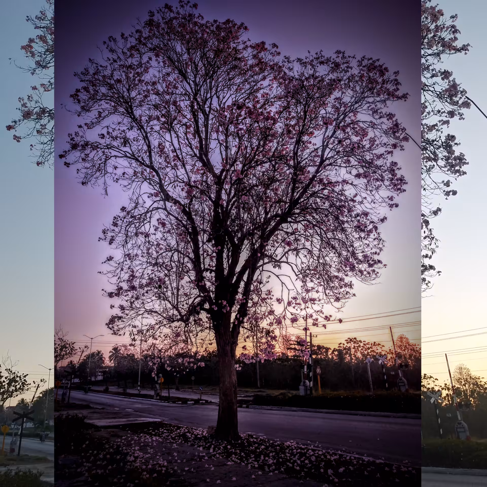 FallingTrees