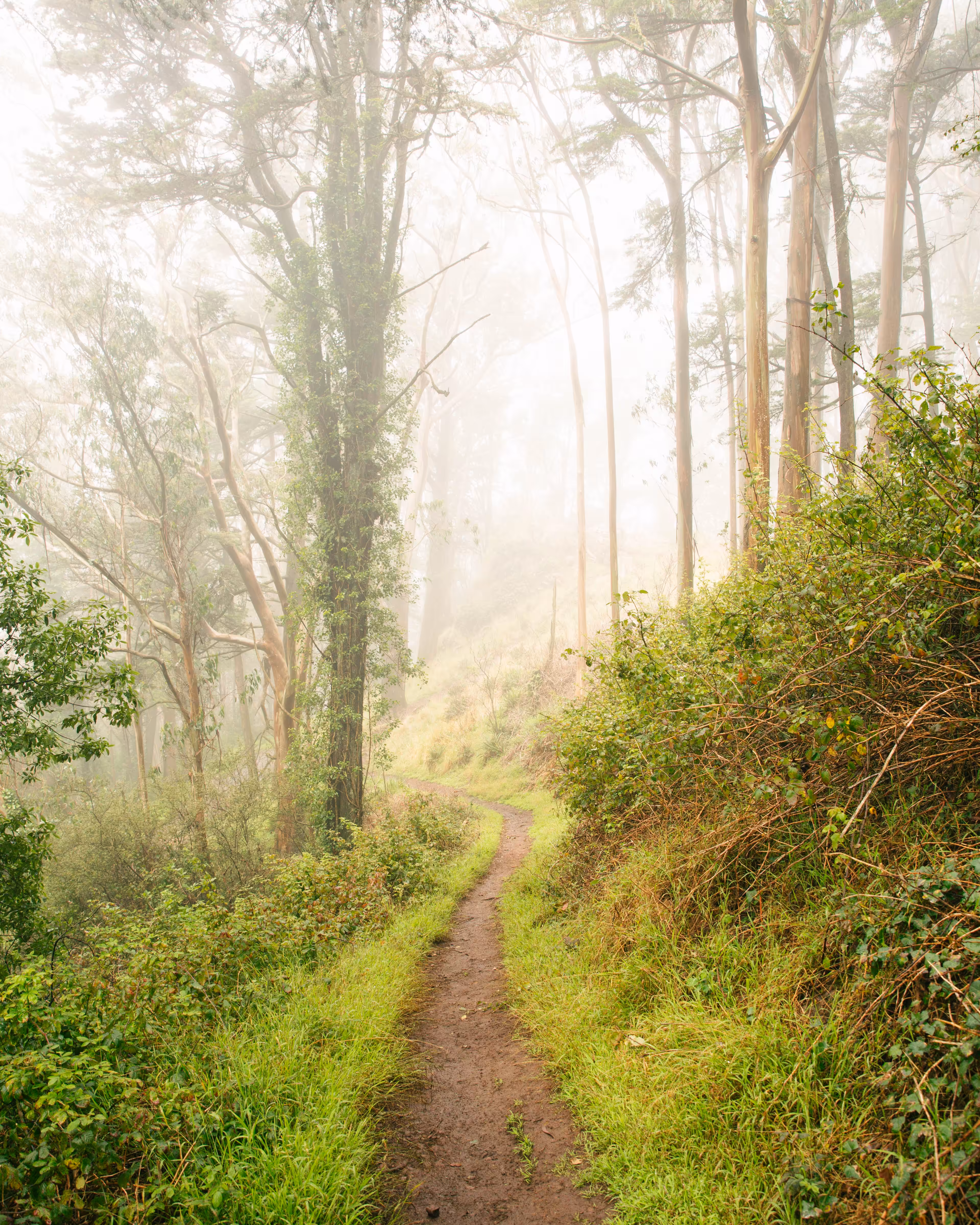 California Trail