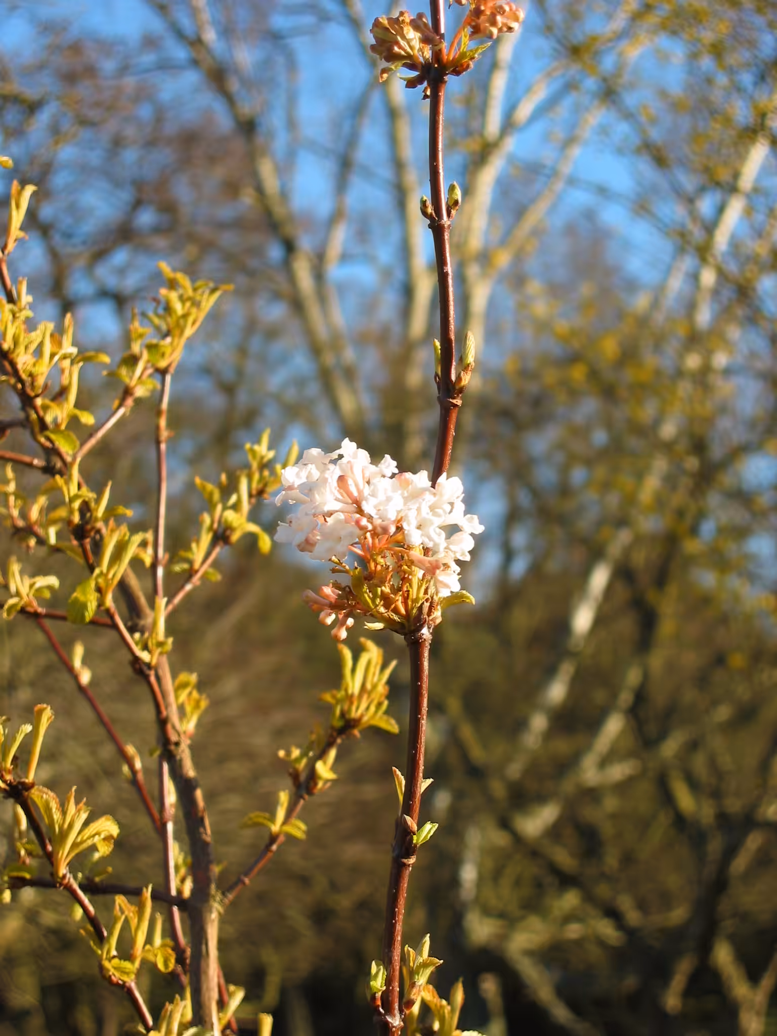 Cherry Blossom Promise