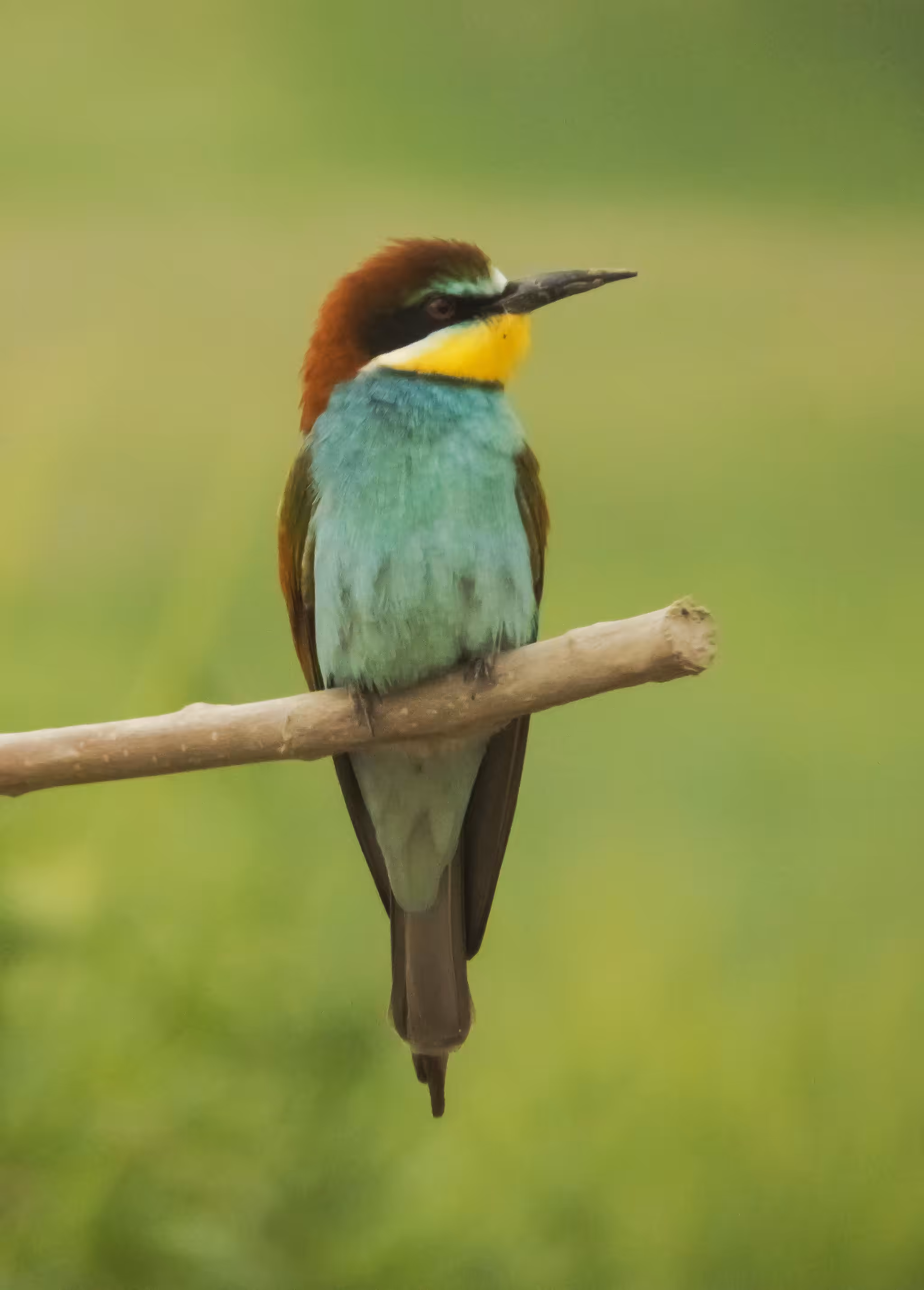 Fast and beautiful bird 