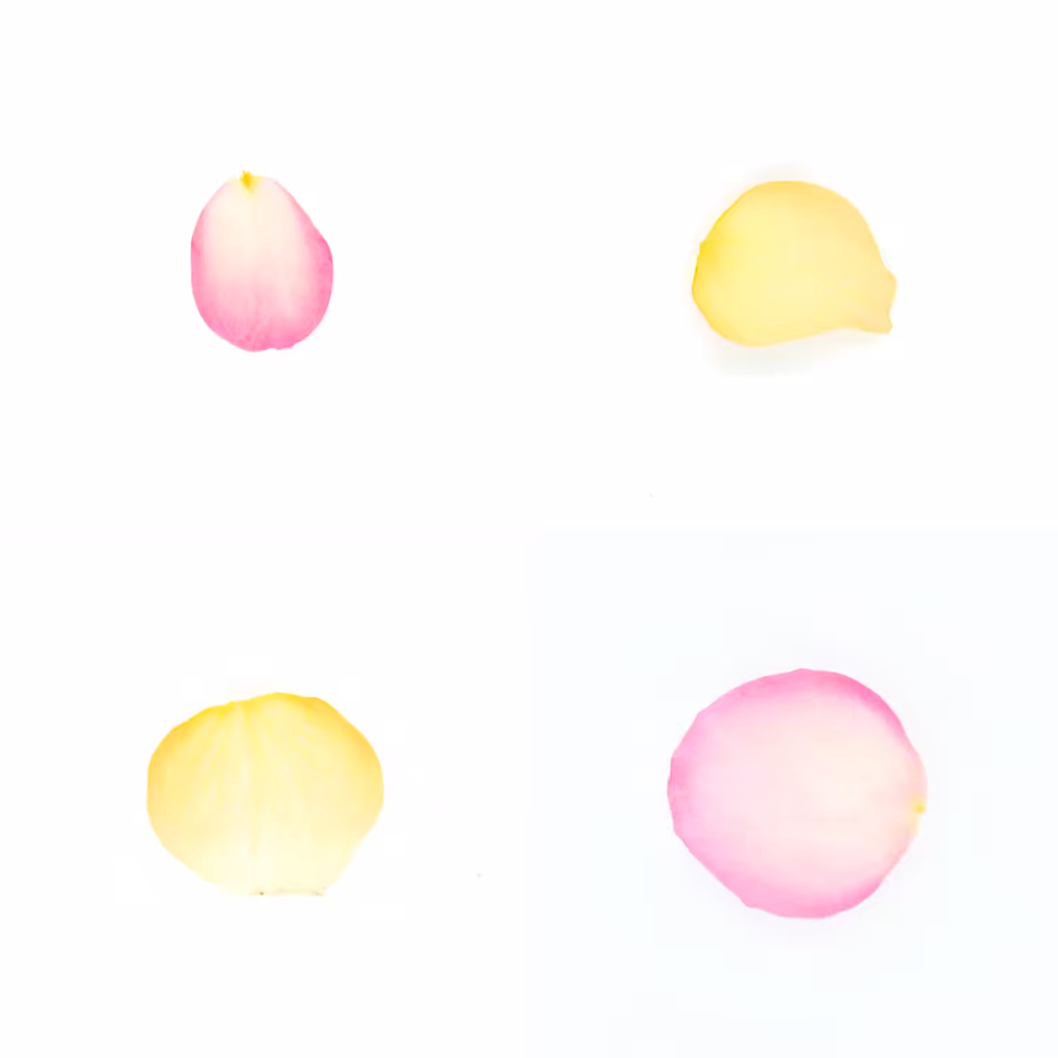 Infinite Petals 2x2#3279