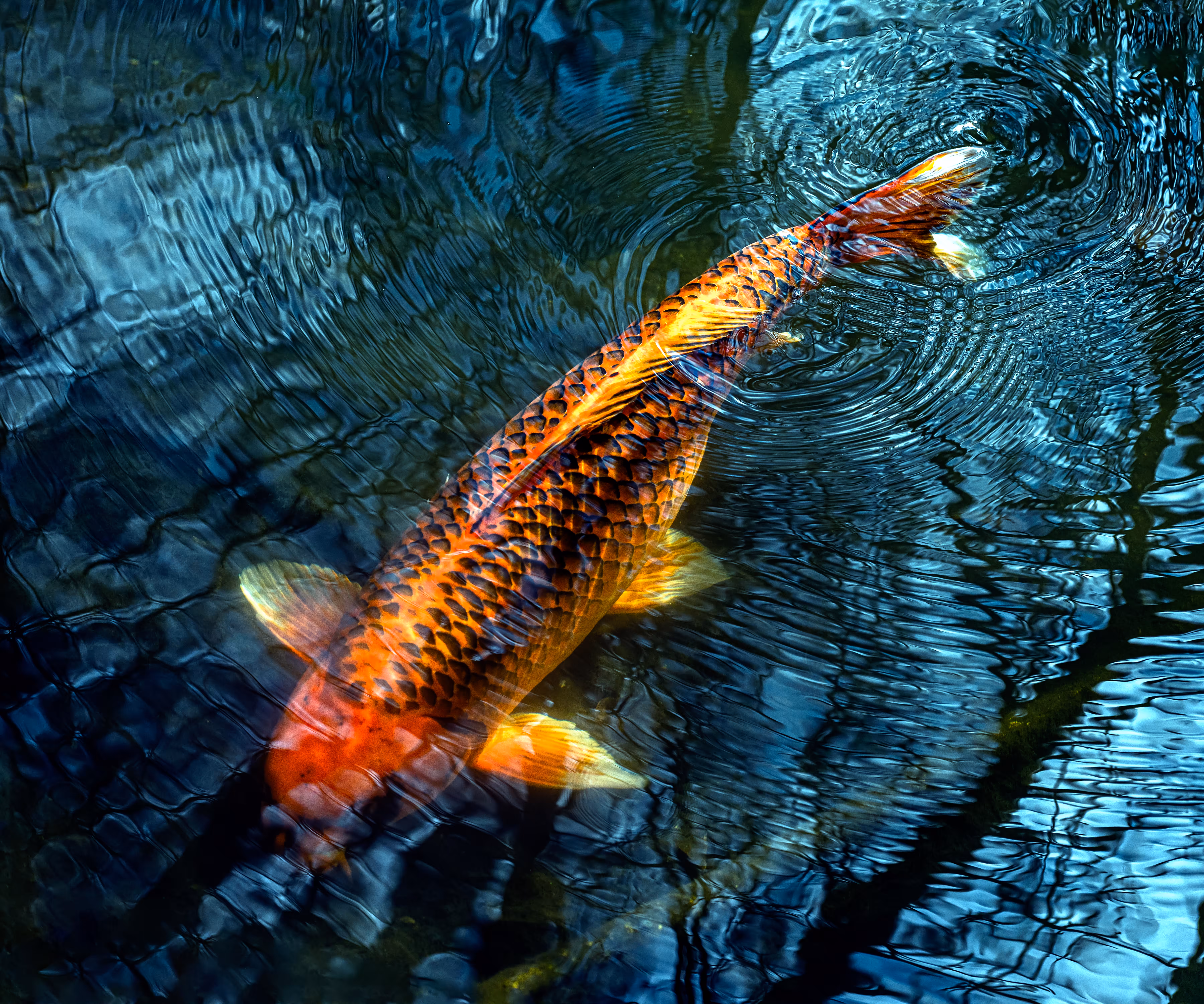 A Fish Tale