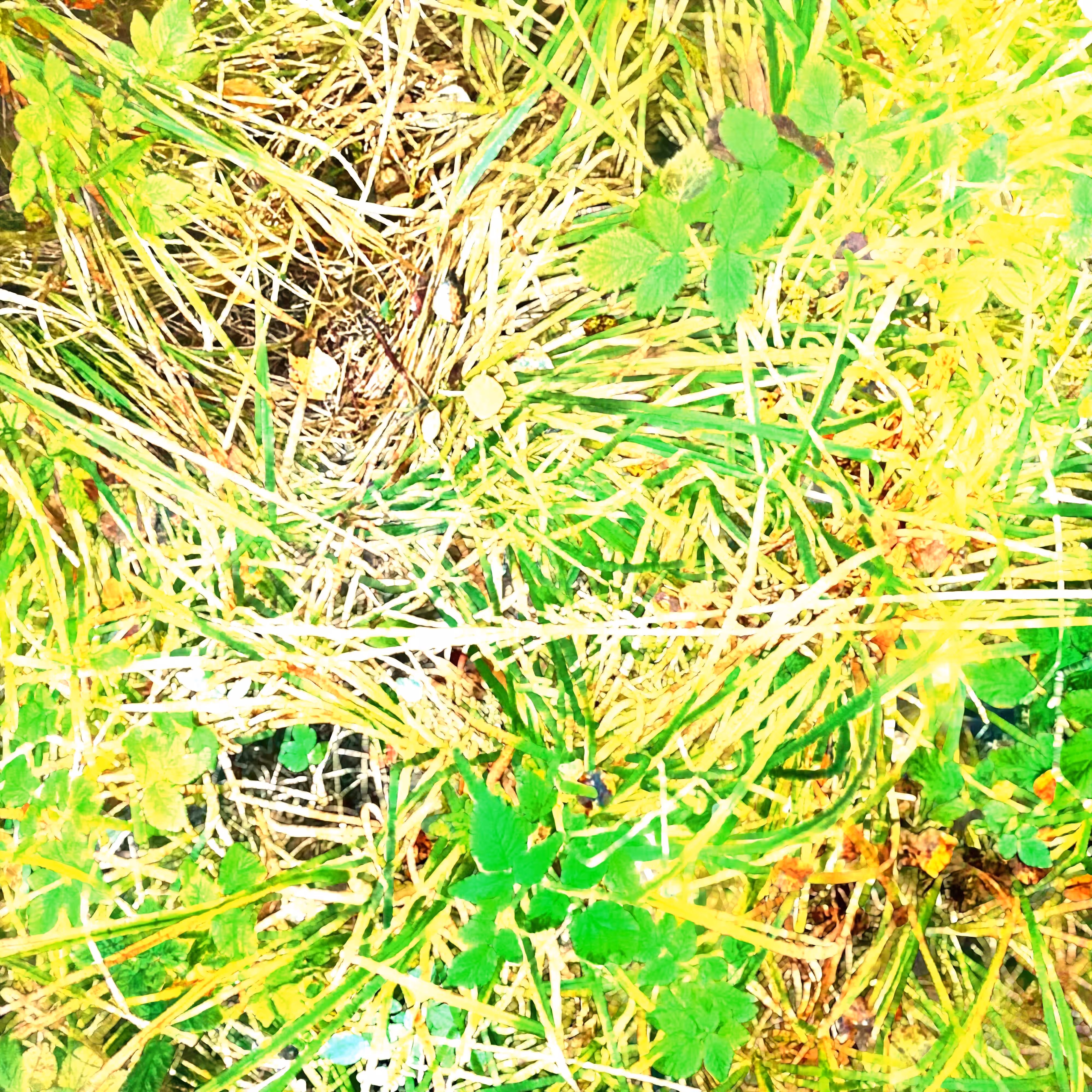 Autonomous Forest Plots: Plot u329hvhgs