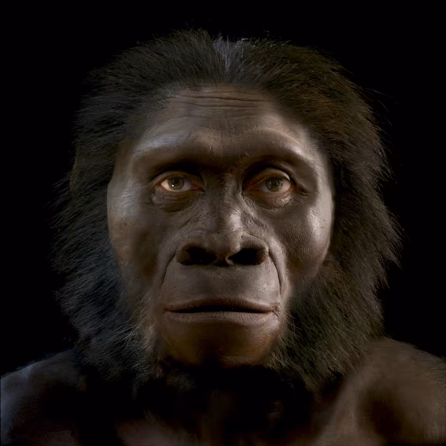 Homo habilis: Hominin #5