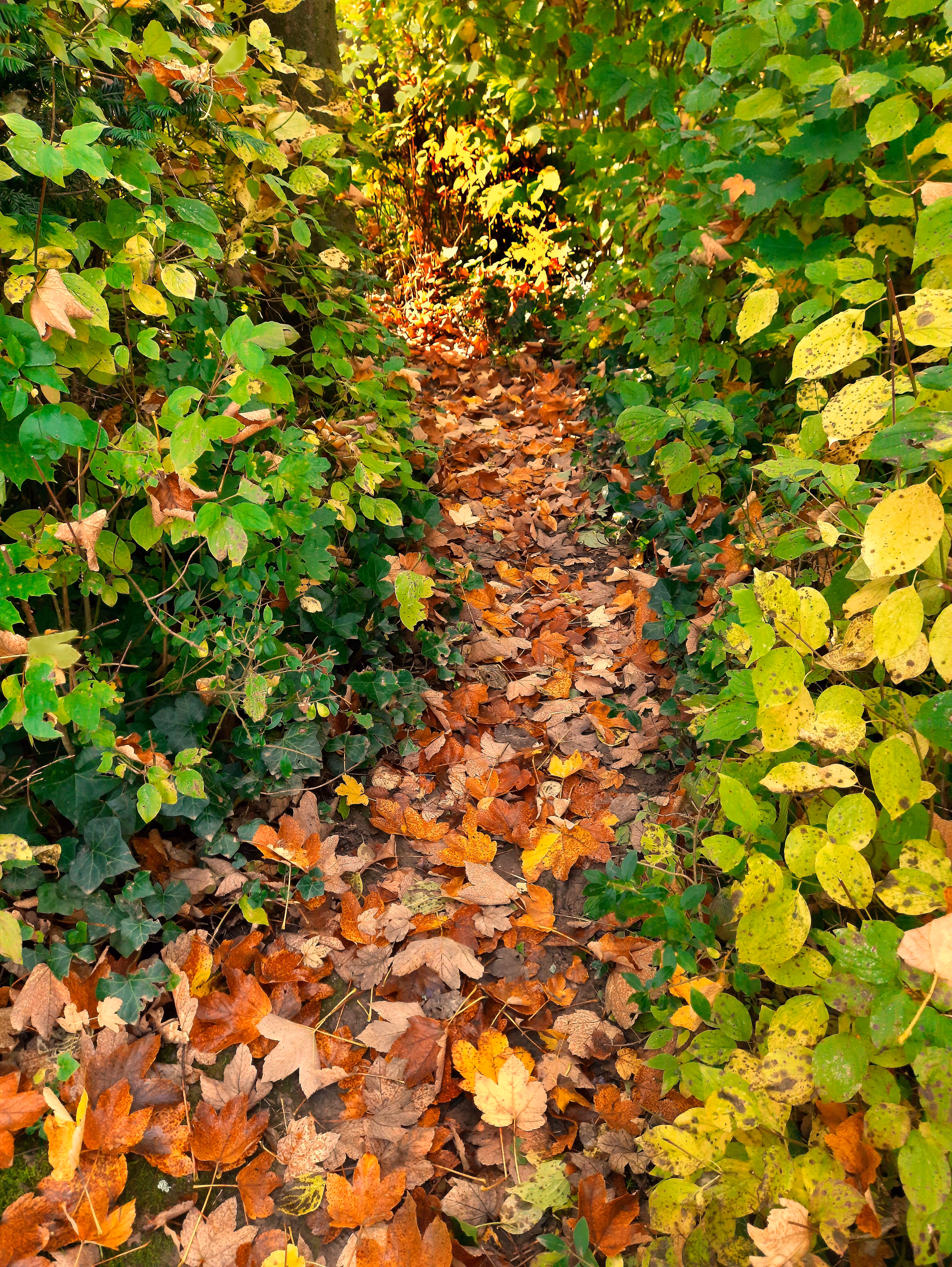 Beauty Of Nature: Autumn Path