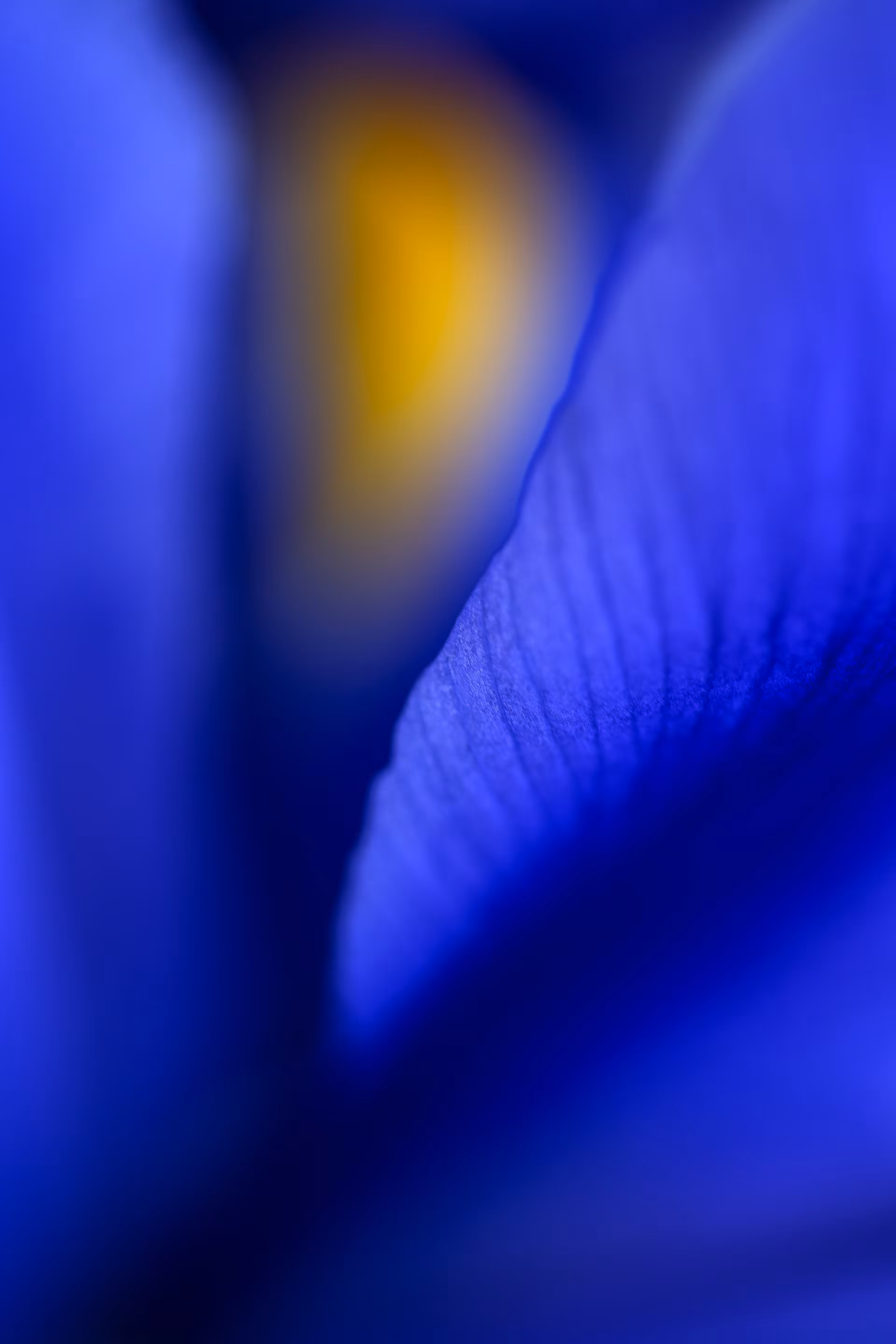 Sunrise For Iris