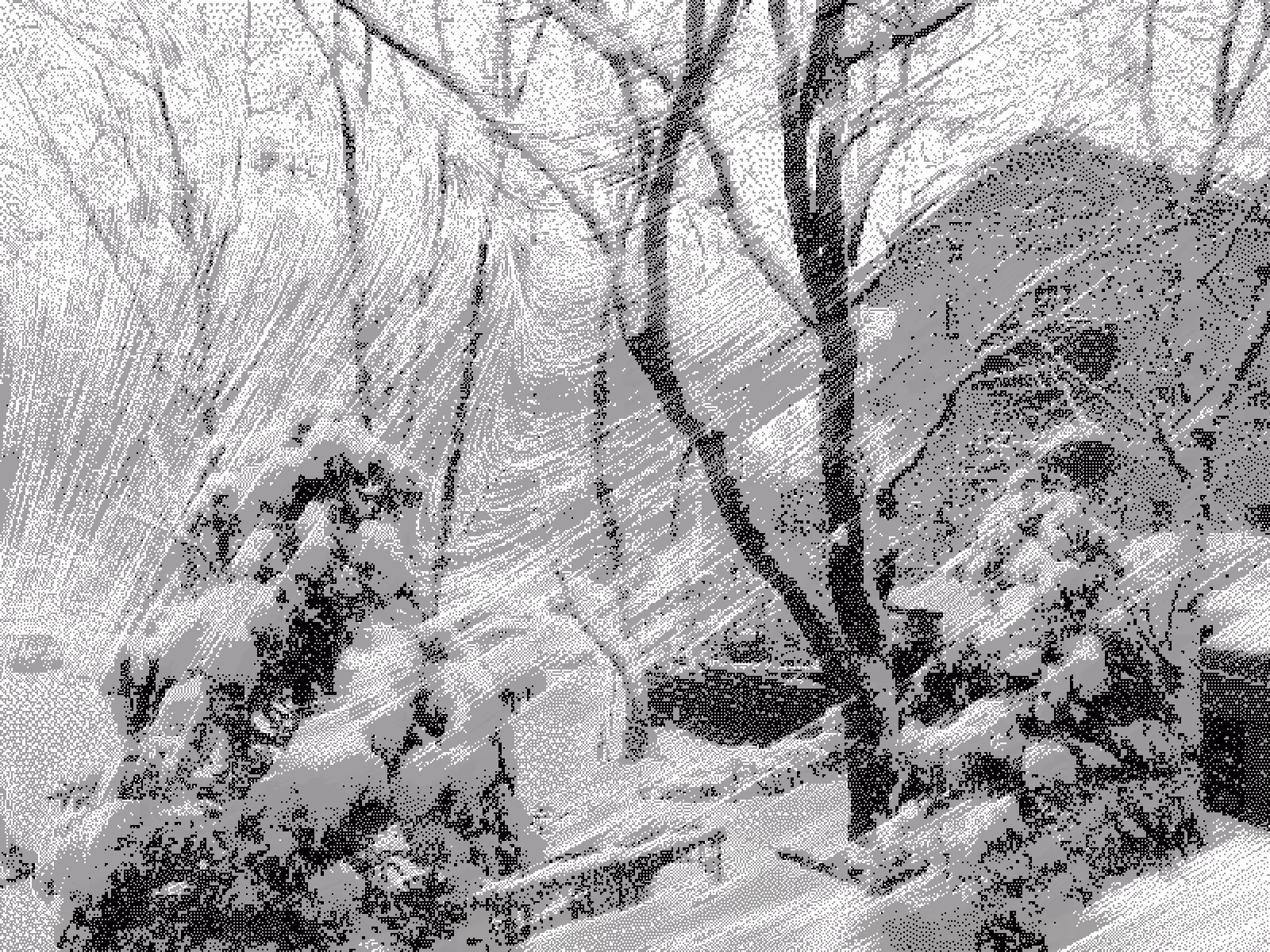 blizzard ブリザード® 