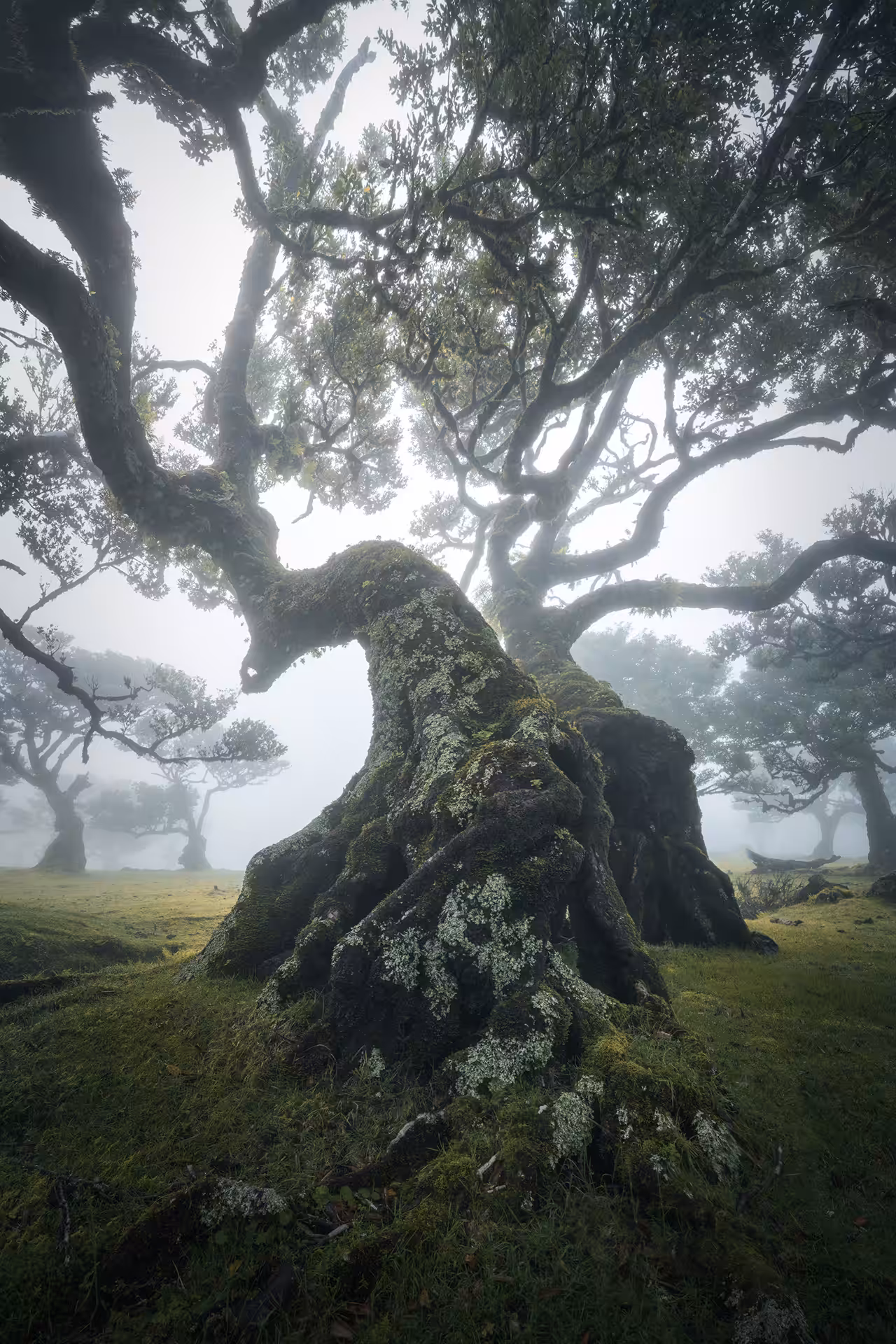 Dancing in the Mist