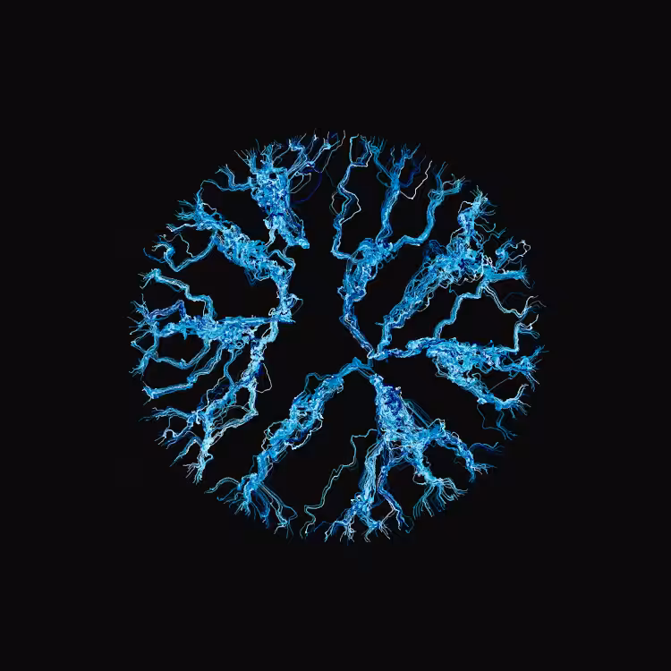 Ginseng #83