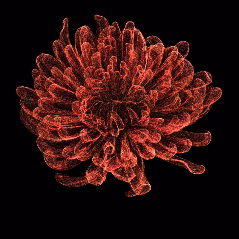 Chrysanthemum Morifolium 30 #130