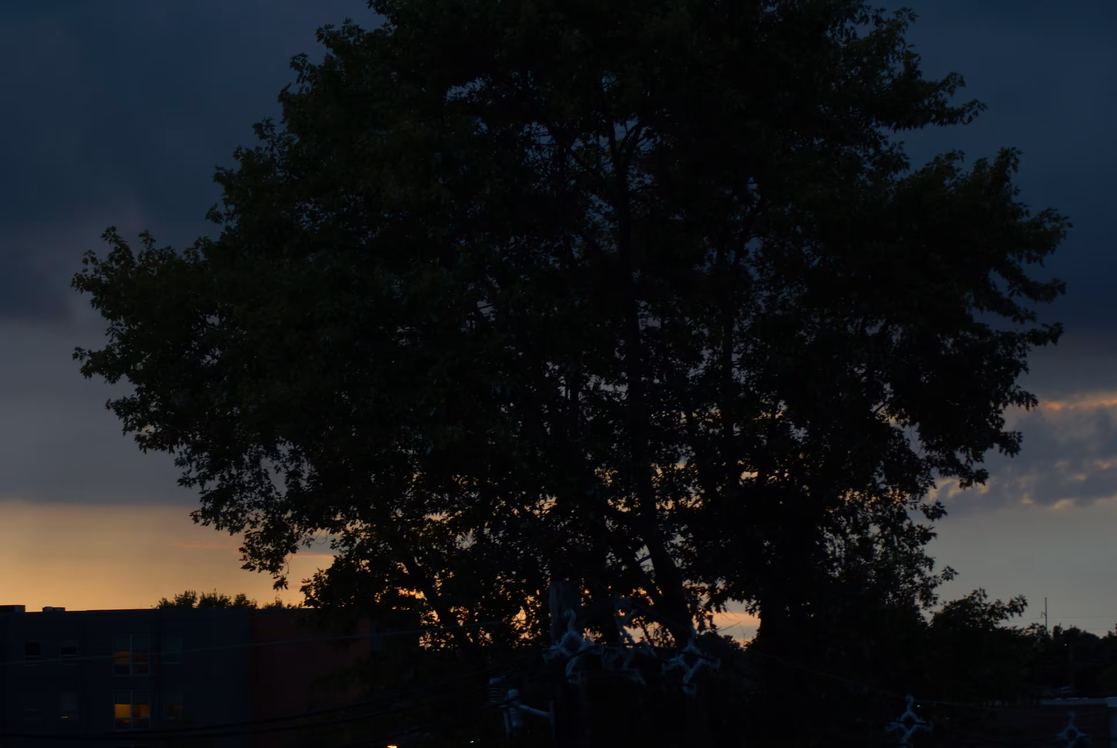Tree at Sunset, 2016