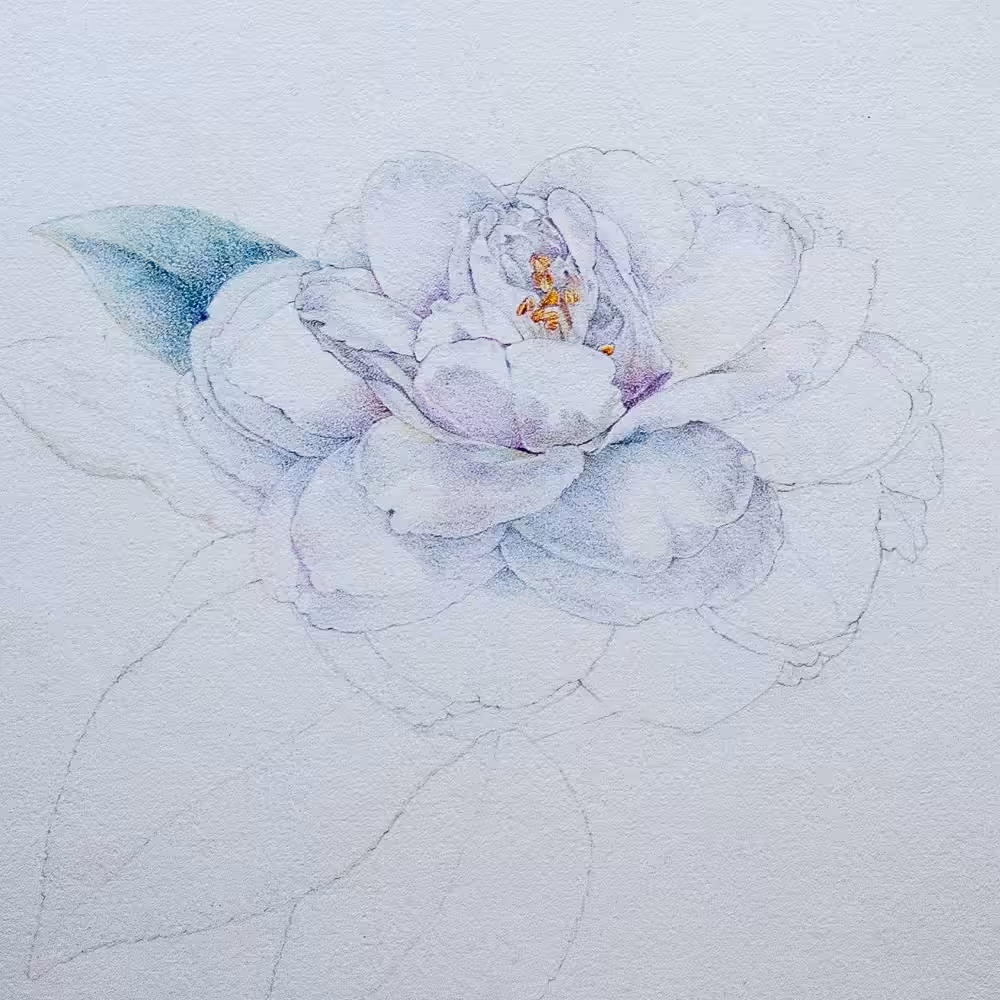 Camellia Study. No 4.
