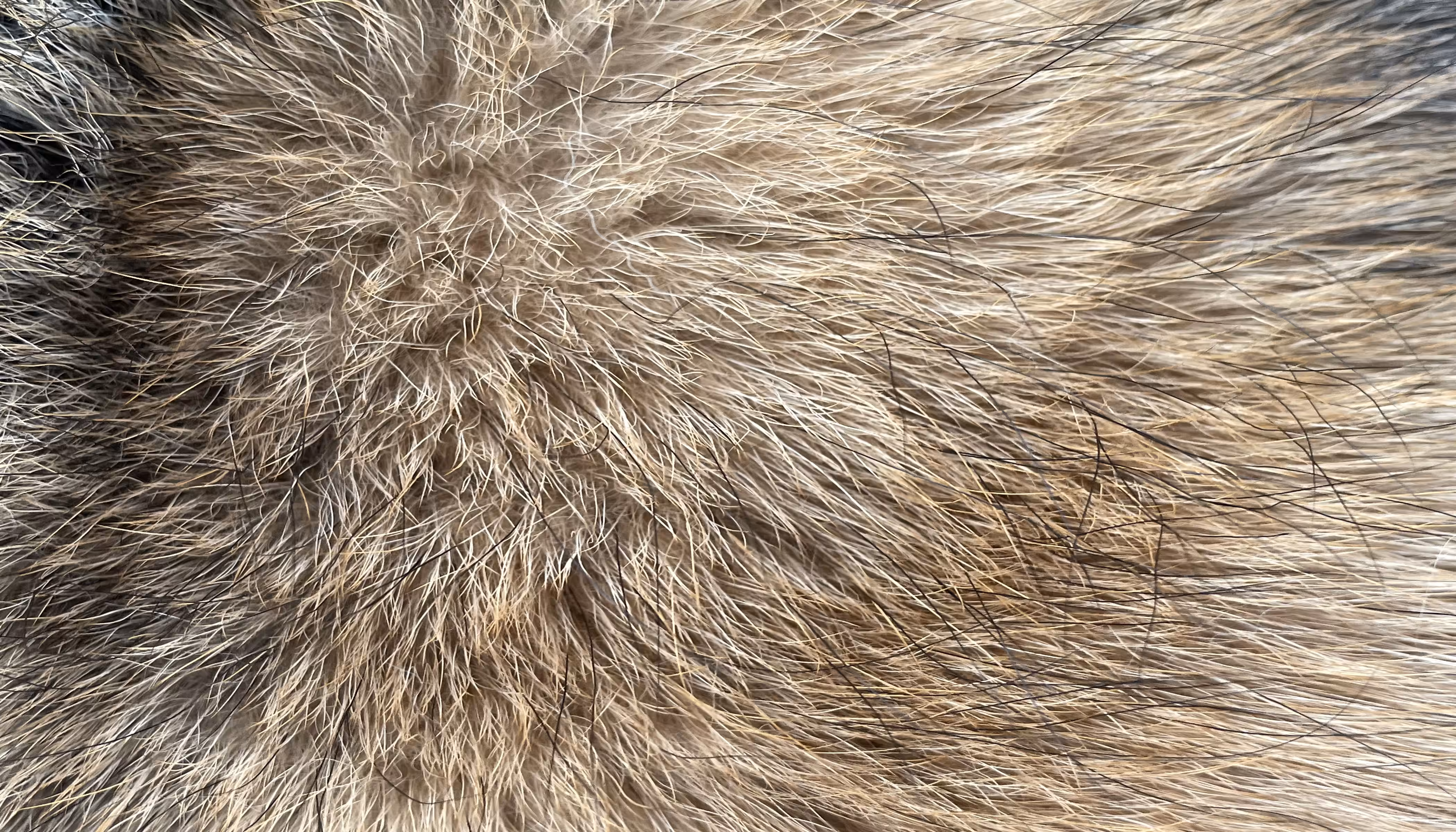 The Furs of Bella #1
