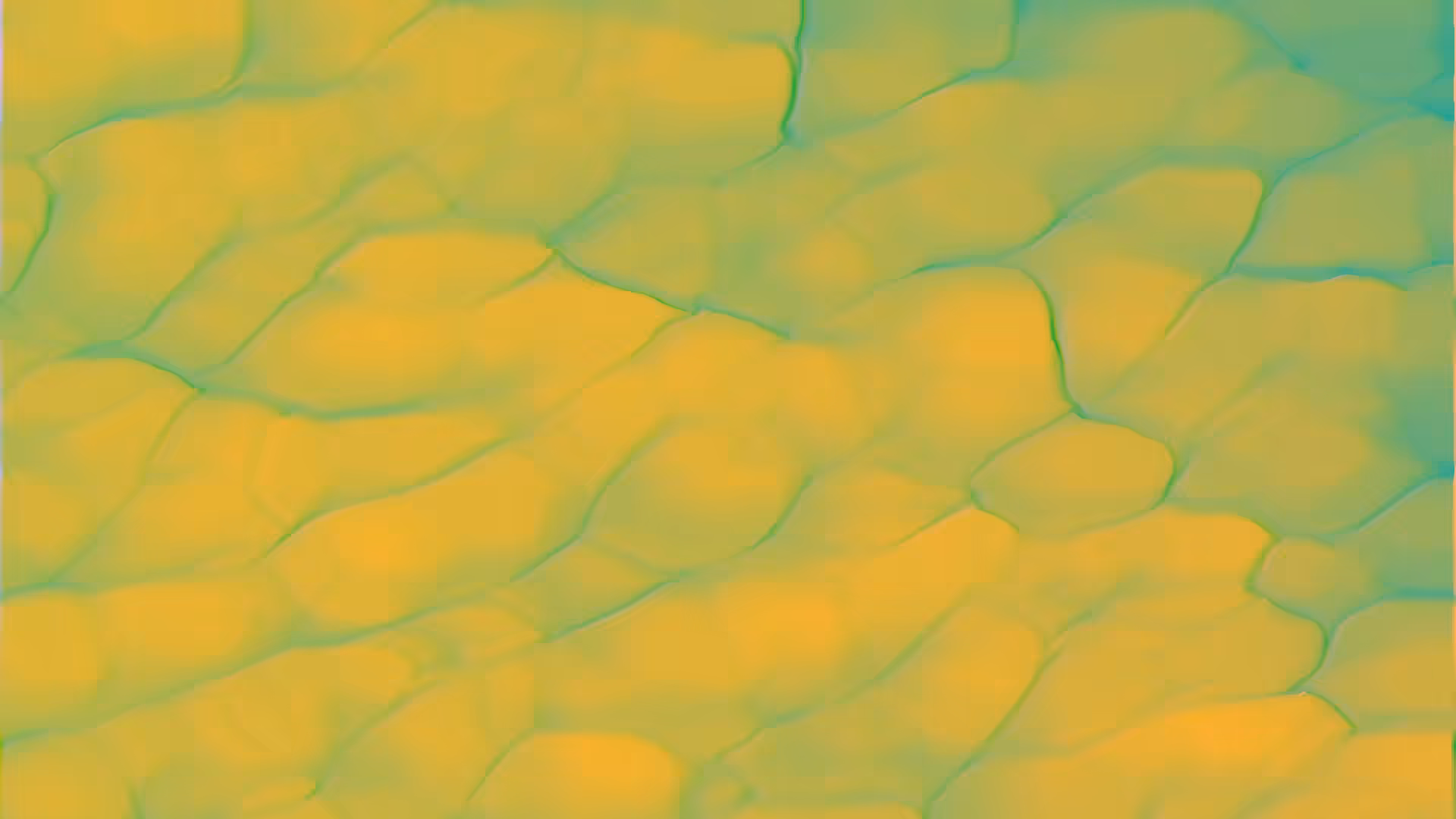 COLOR FLOWS #5