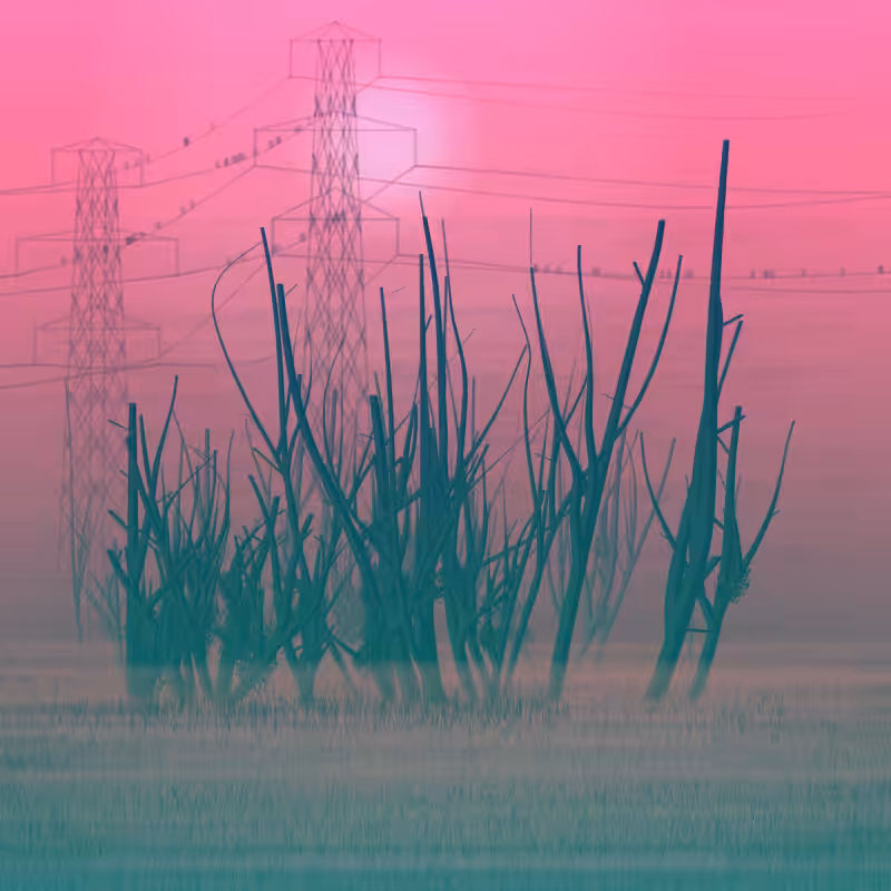 Morning Frost #1
