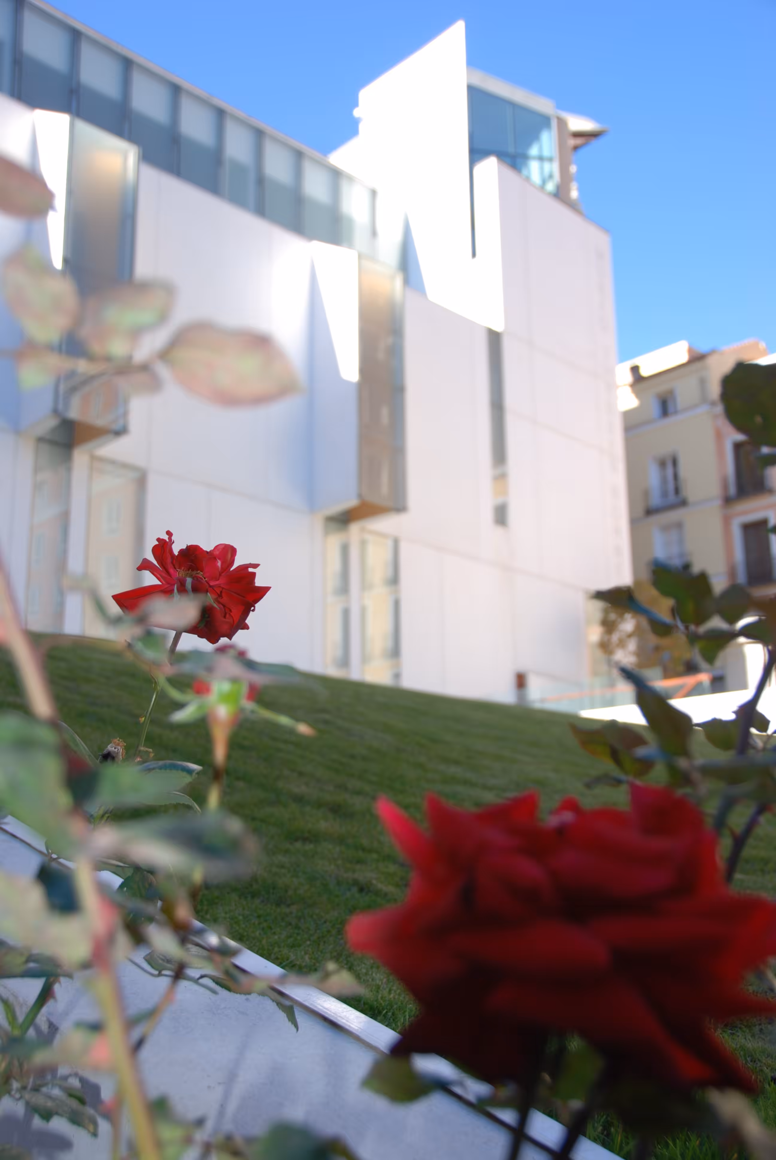 Madrid 3 - Prickly Passion 