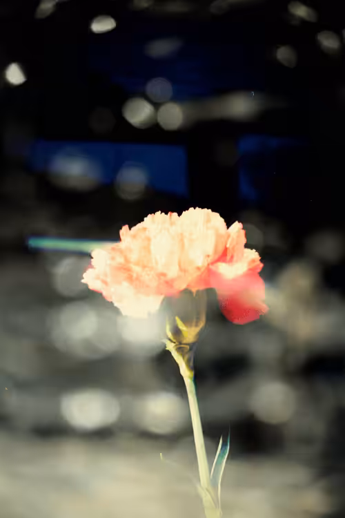 kiwokuand photography: Light Carnation