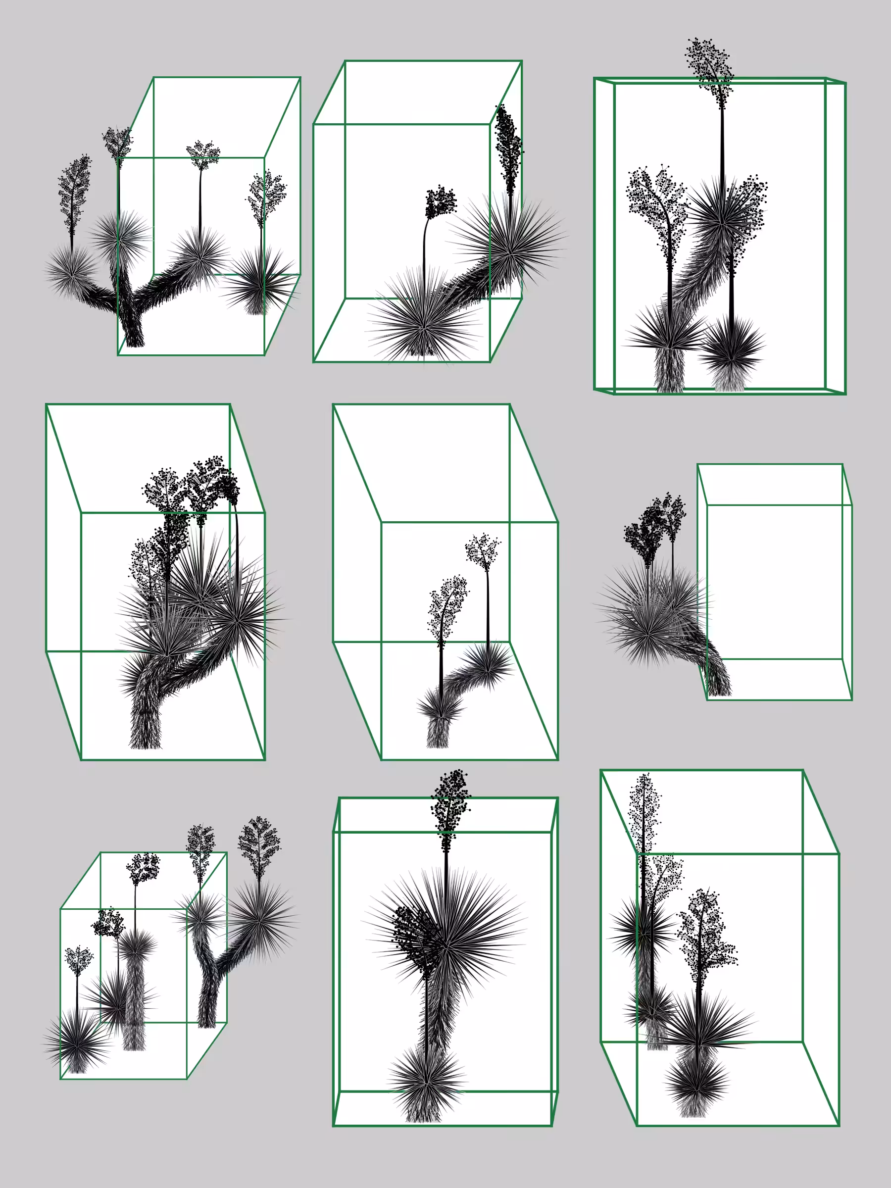 Marfa Yucca #294