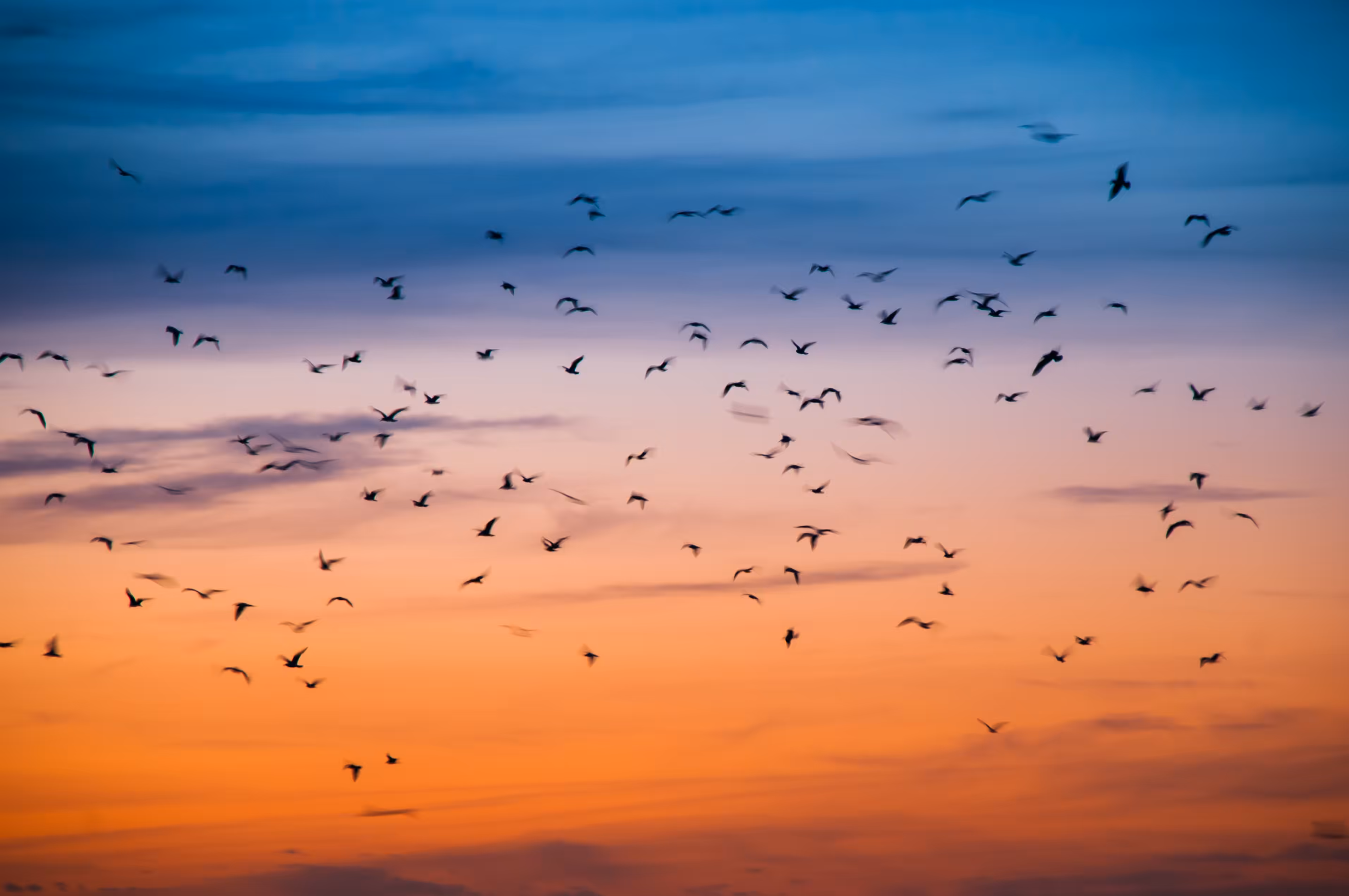 Fock of Birds