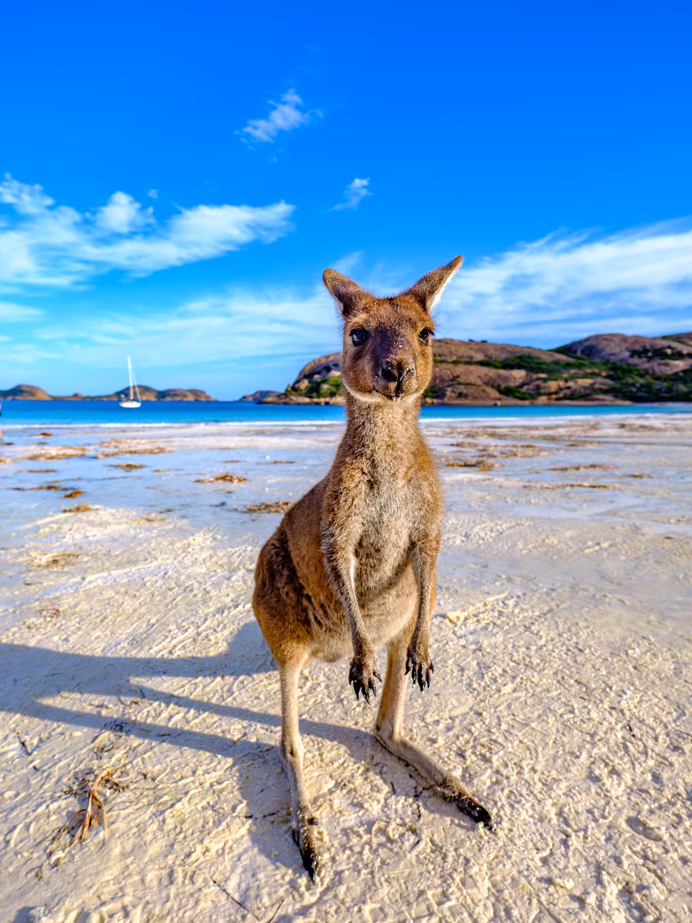 Australian Kangaroo