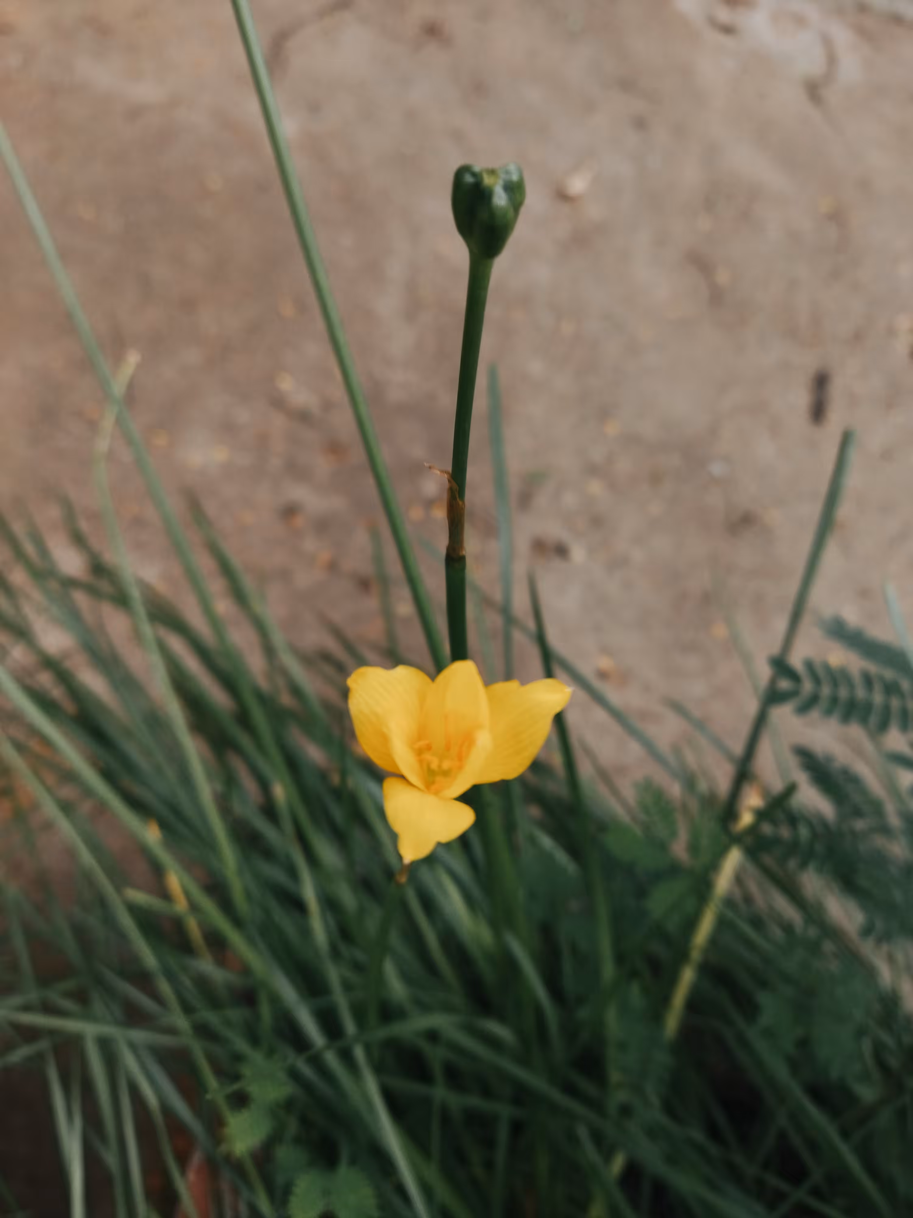 Yellow Rain Lily 