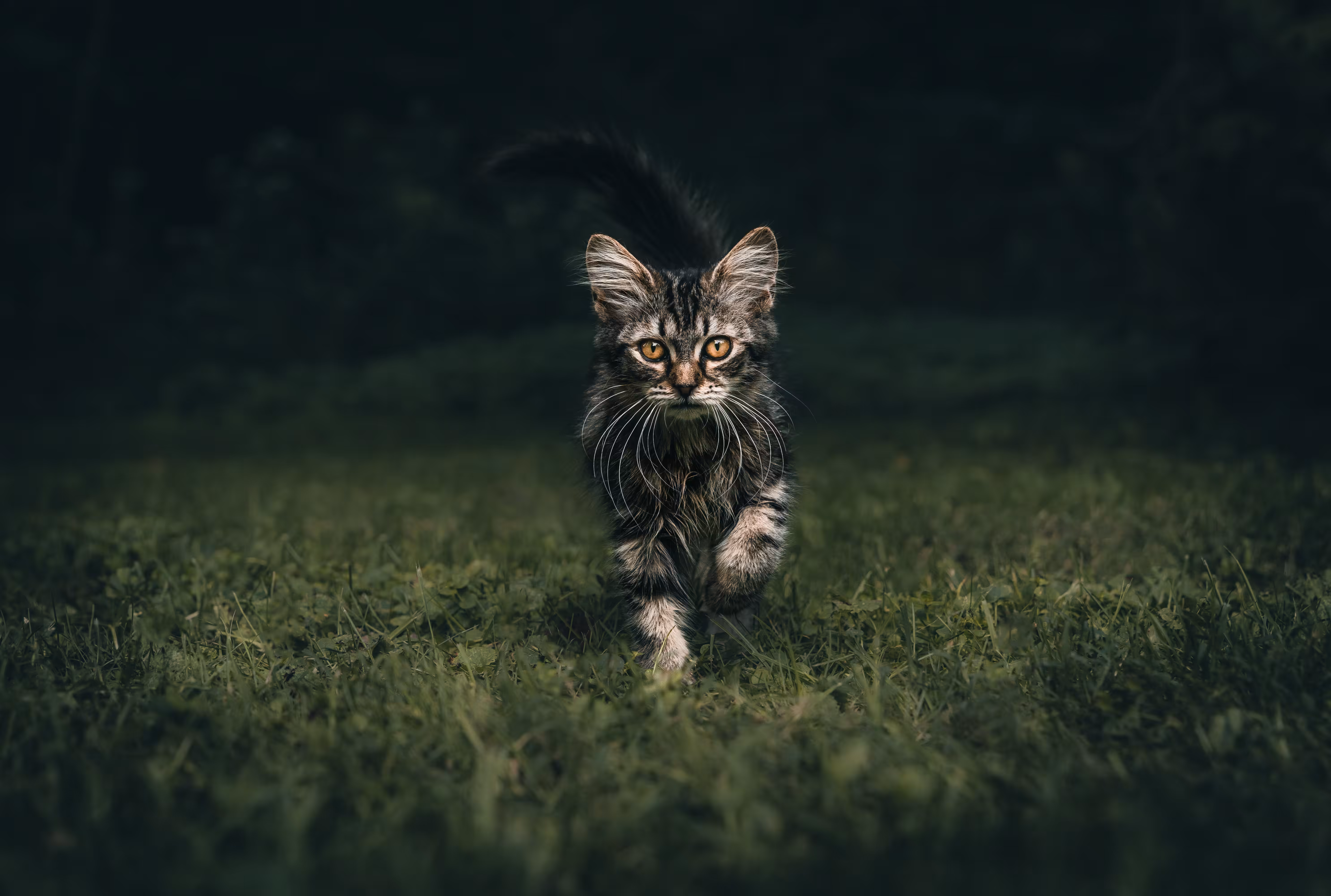 Tiptoe Through the Tall Grass