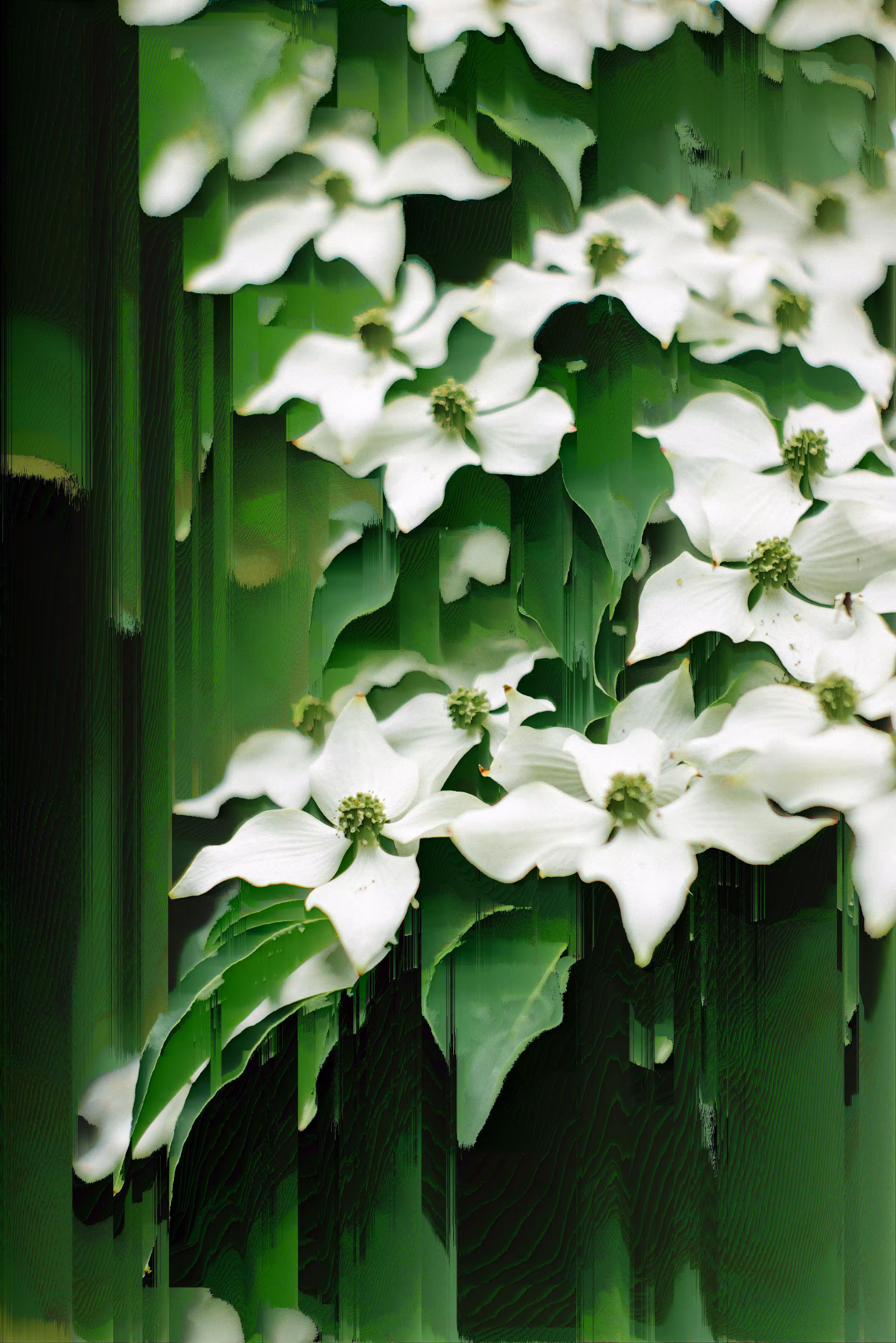 Bloom ///