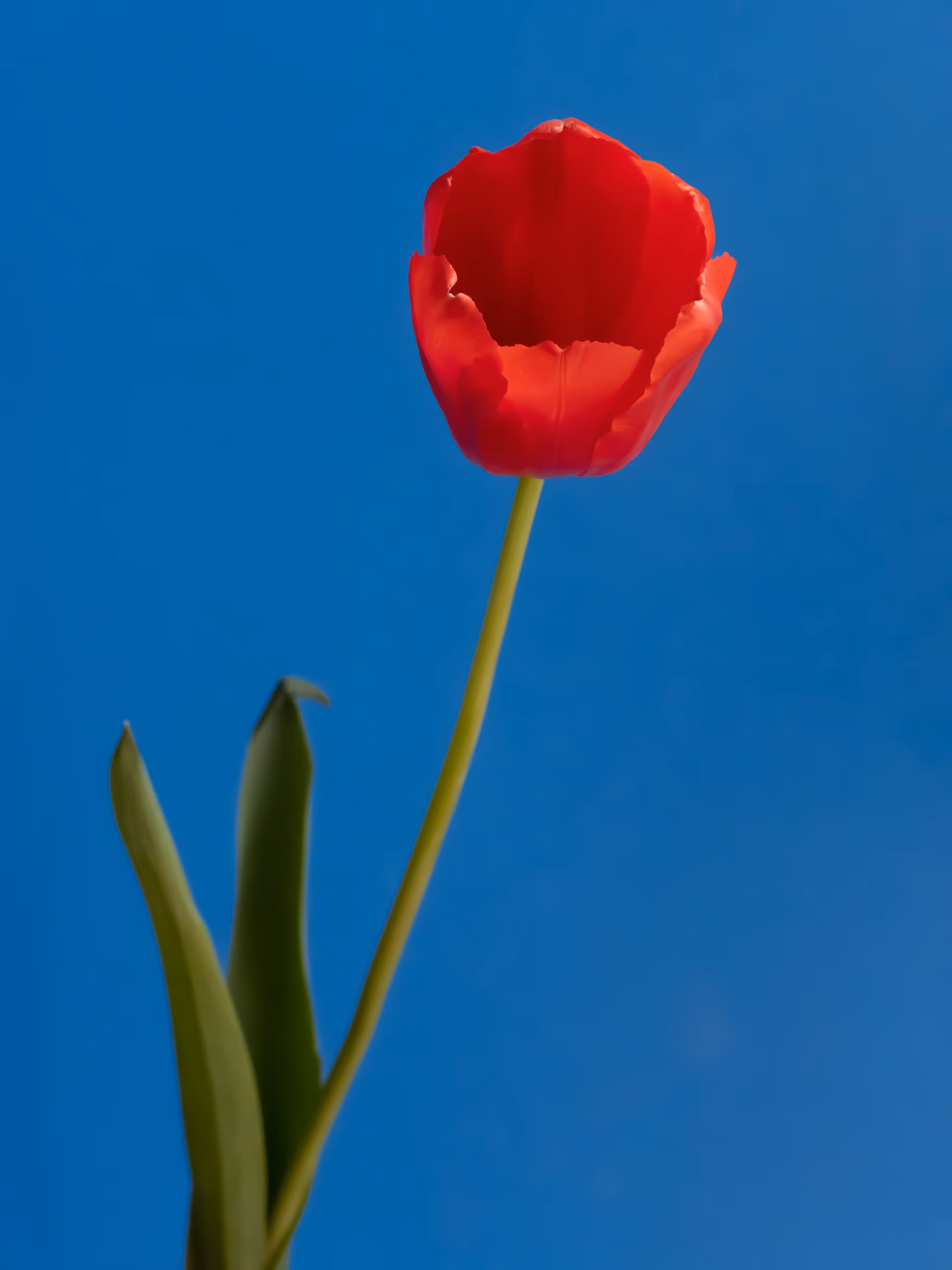 Tulip 1637 [0]