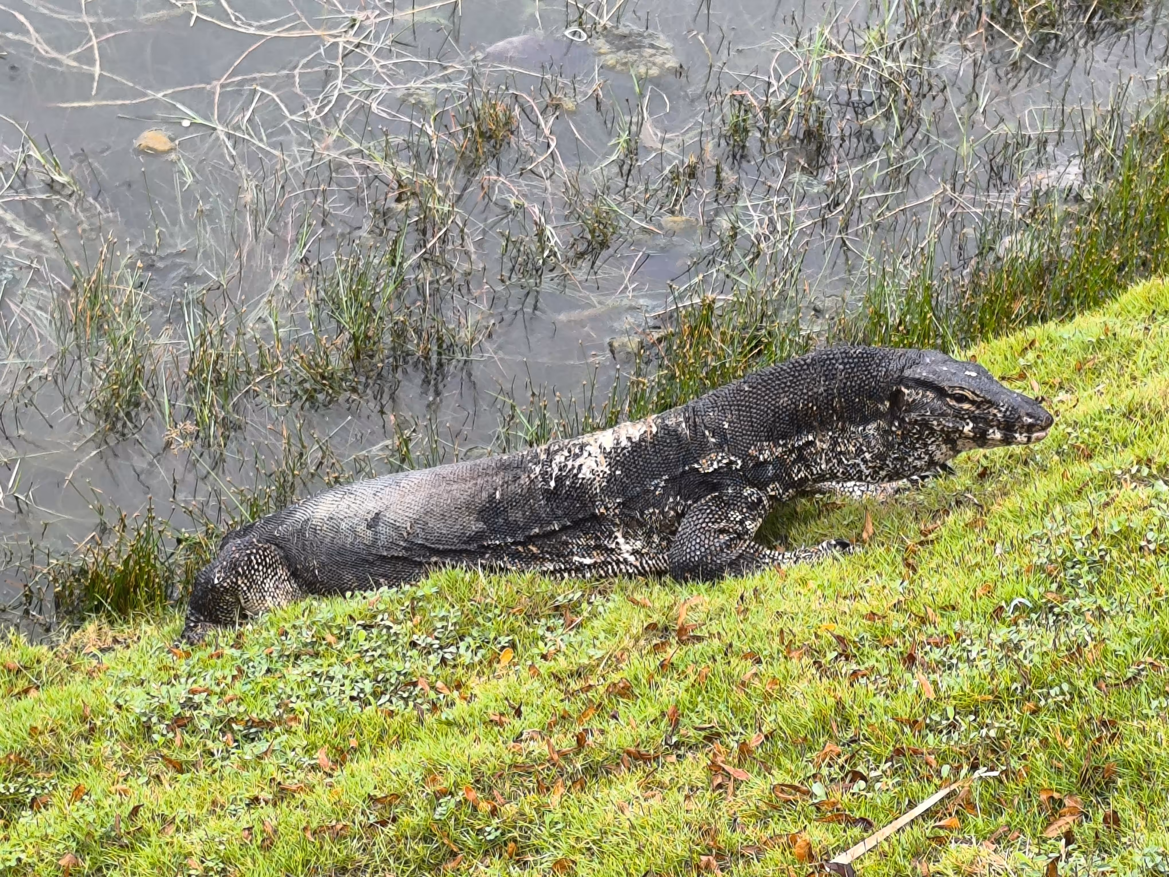 Water Dragon