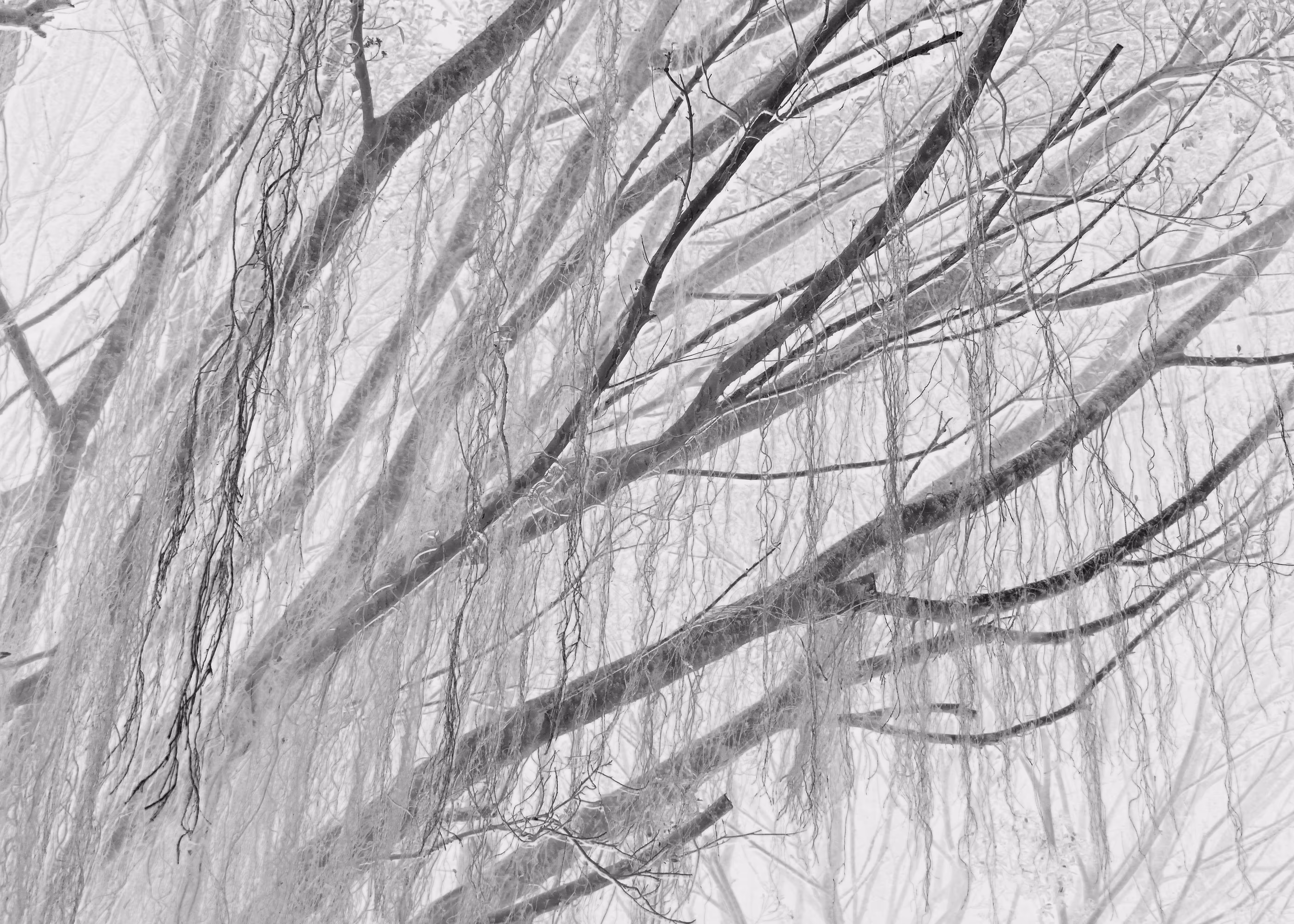 Banyan Tree