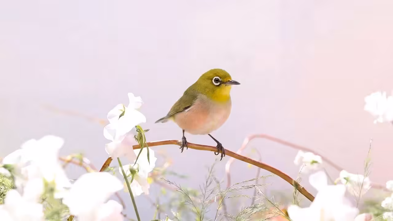 Peachy, A Place Between