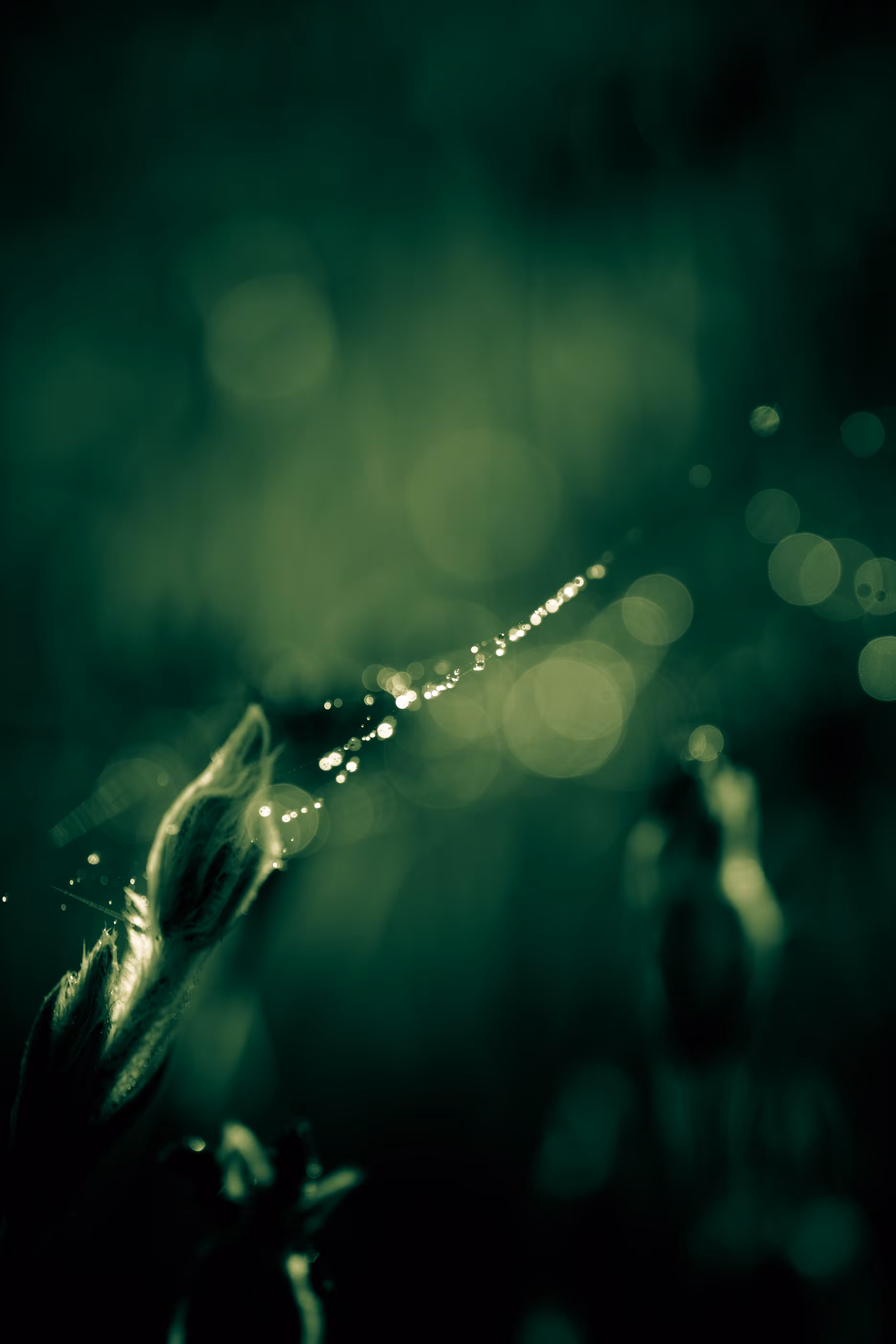 Drop of life #002
