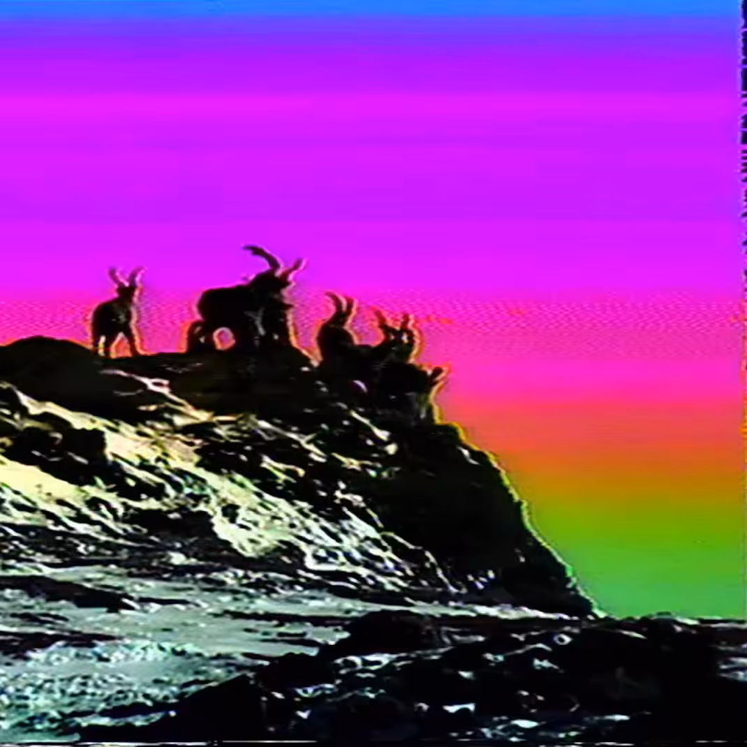 vhs dream 0207