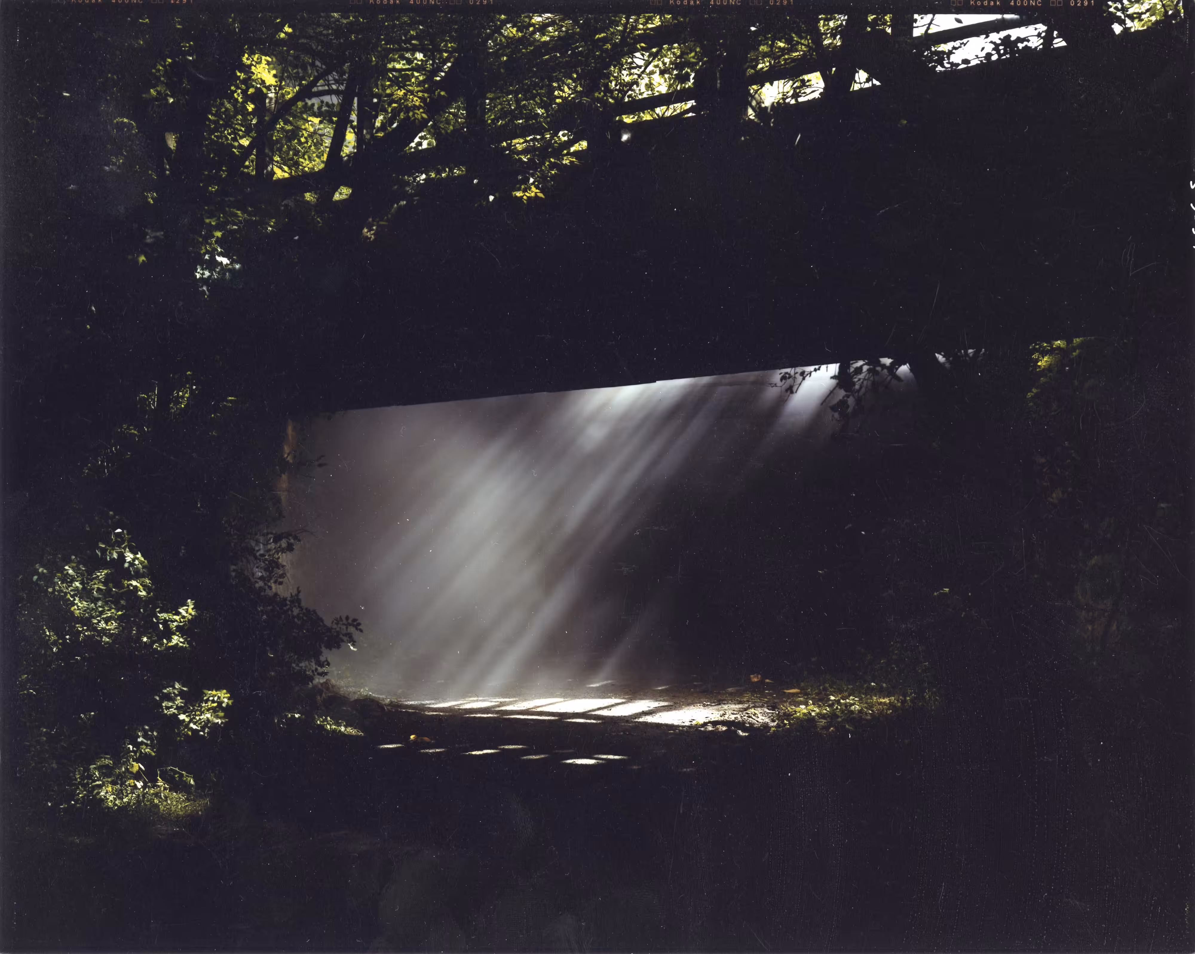Beneath the Roses, 2003-2008 [Shane Bundle] 8 x 10 Contact Print [No. 3]