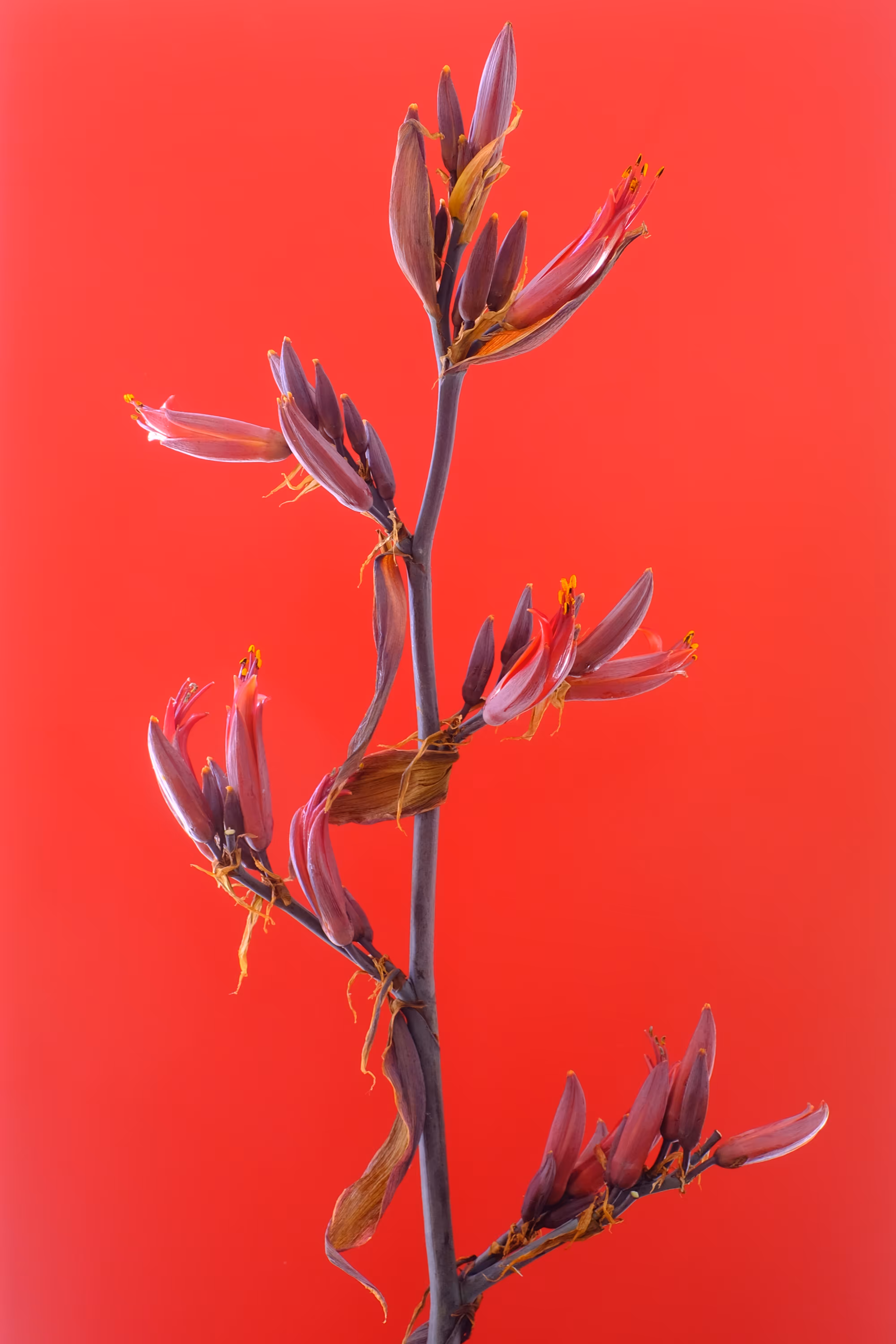 Floriography.10