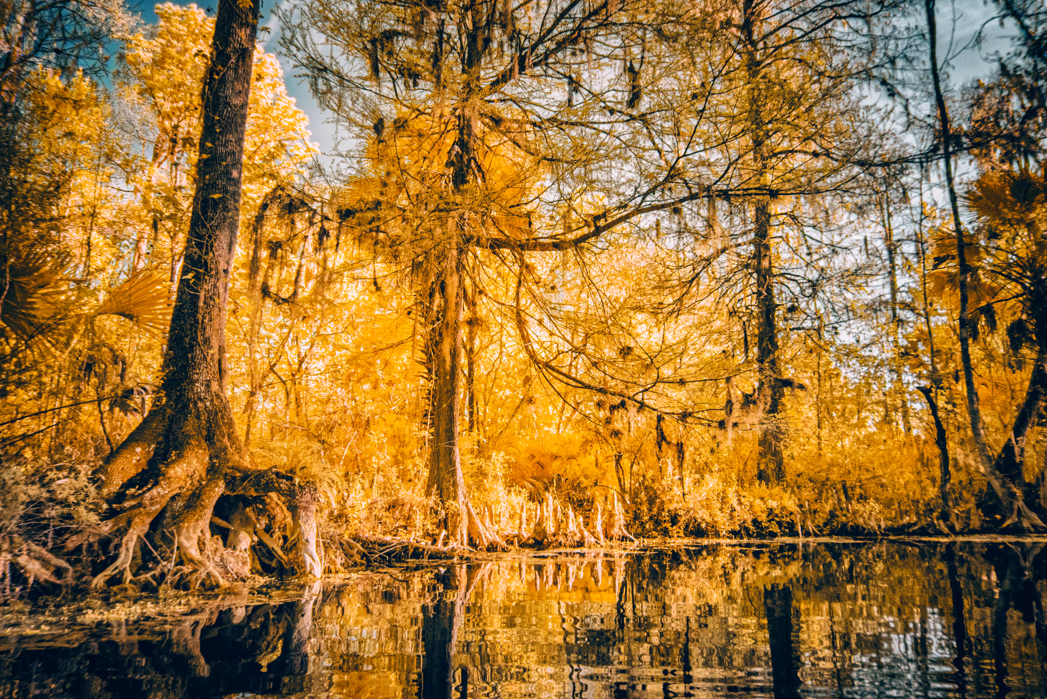 I Dream of Florida #2