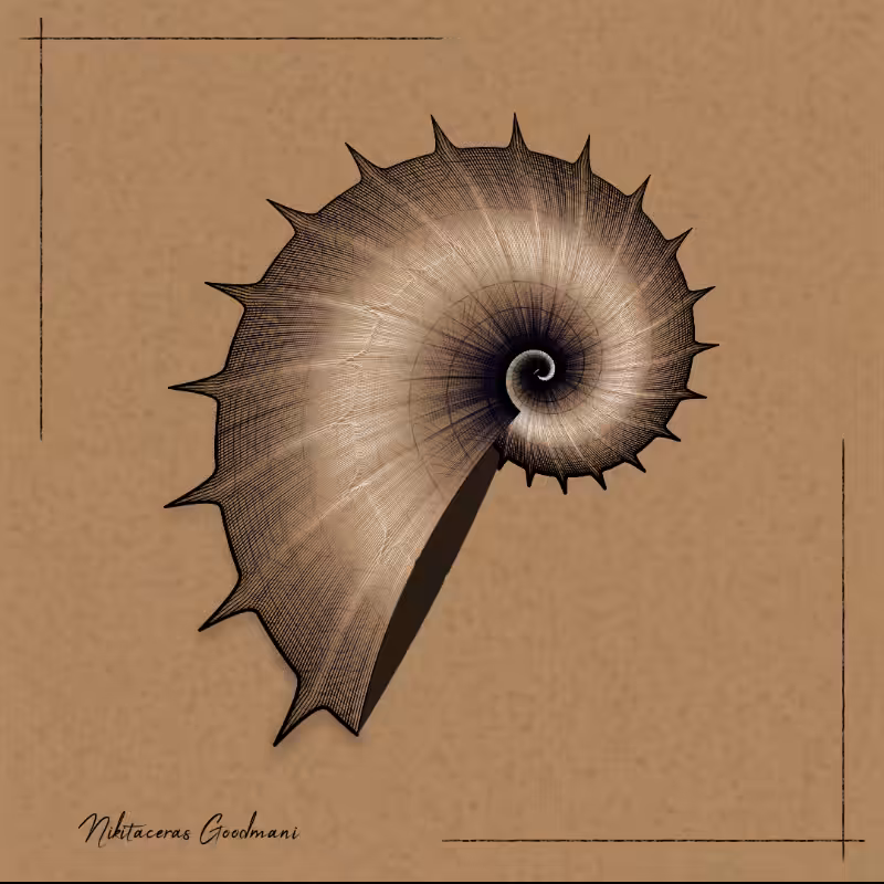 Ammonites #83