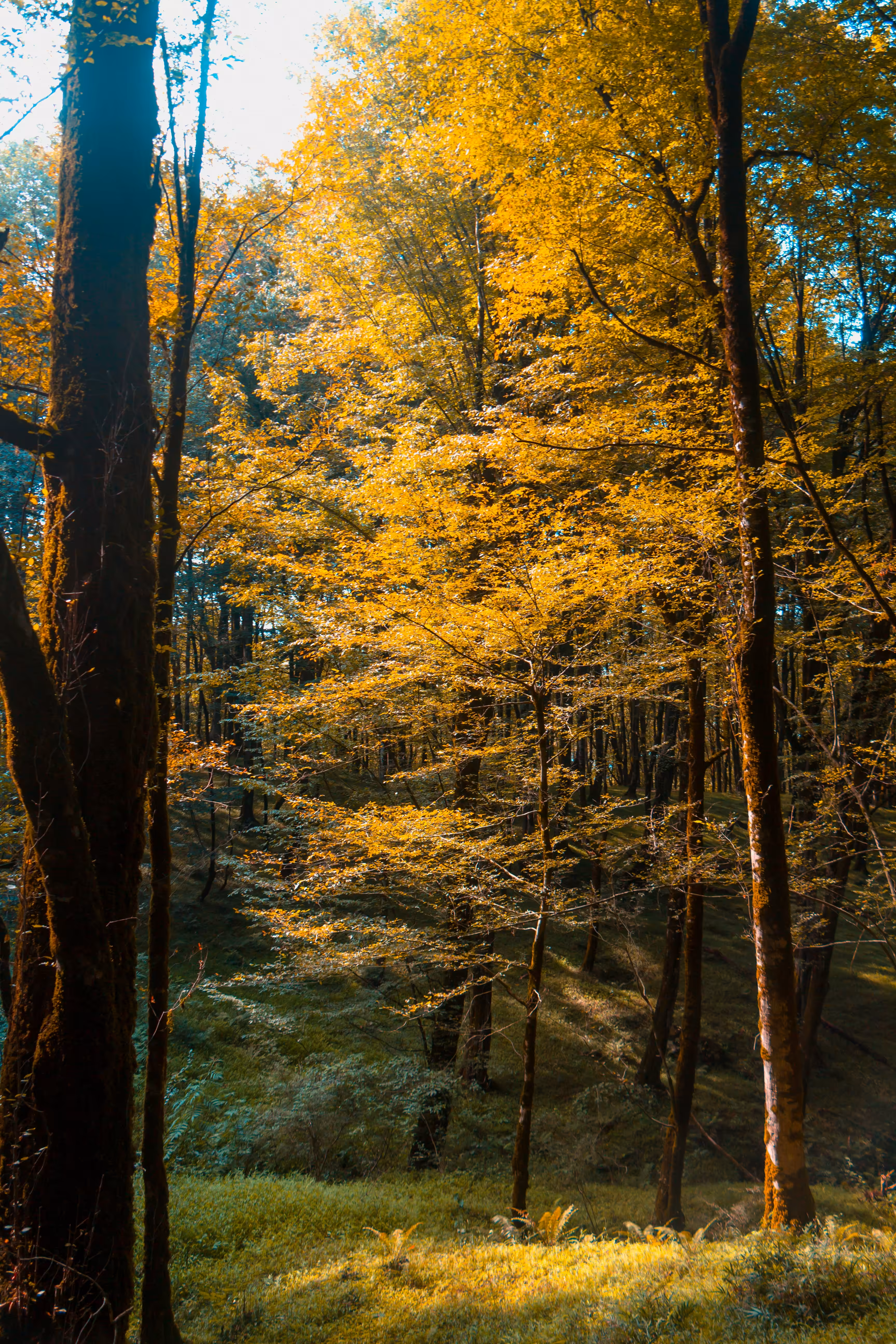  Autumn's Gilded Whisper