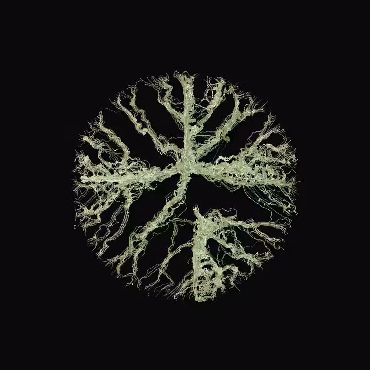Ginseng #39